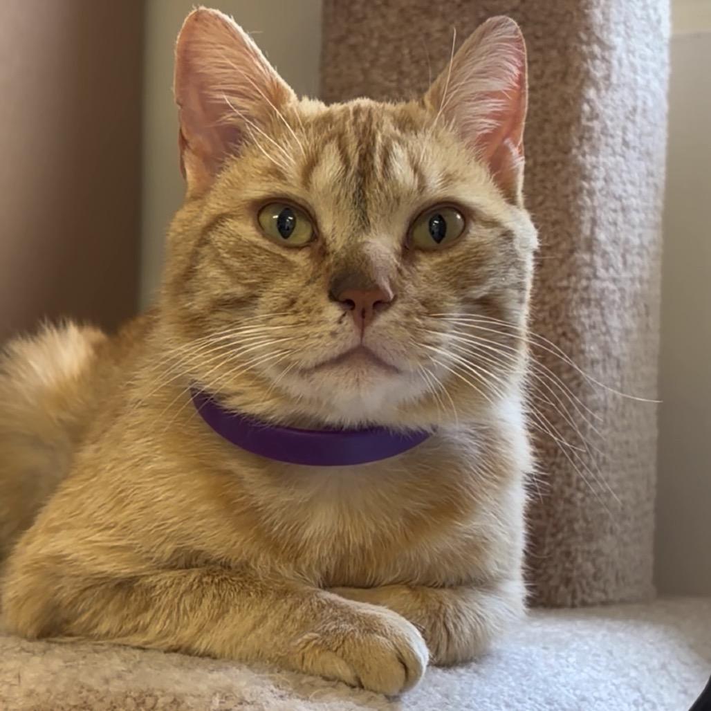 Toto, Adoptable, Adult Male Domestic Short Hair.