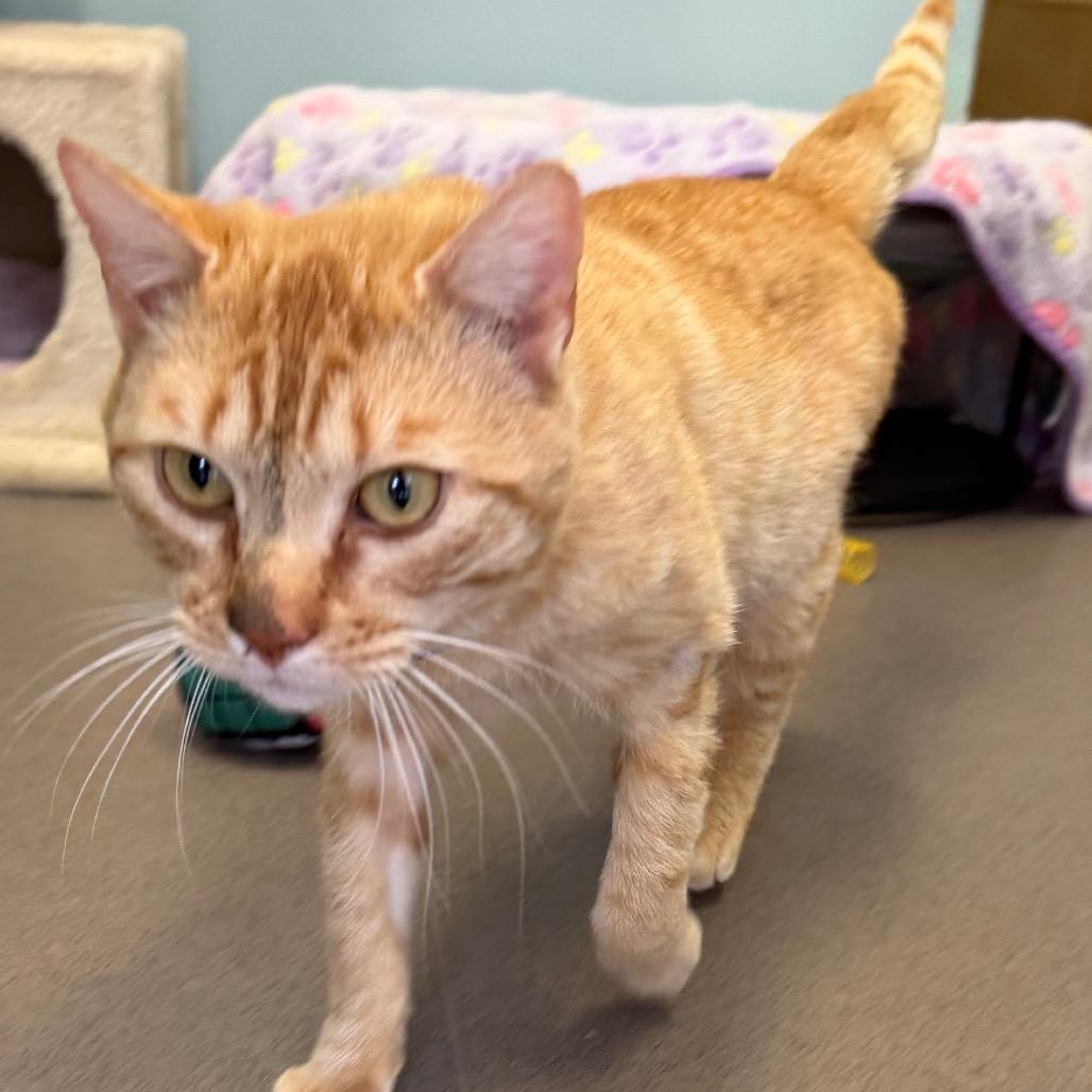 Enlarge Toto, a Adoptable Domestic Short Hair in Middlebury, VT image 2/5