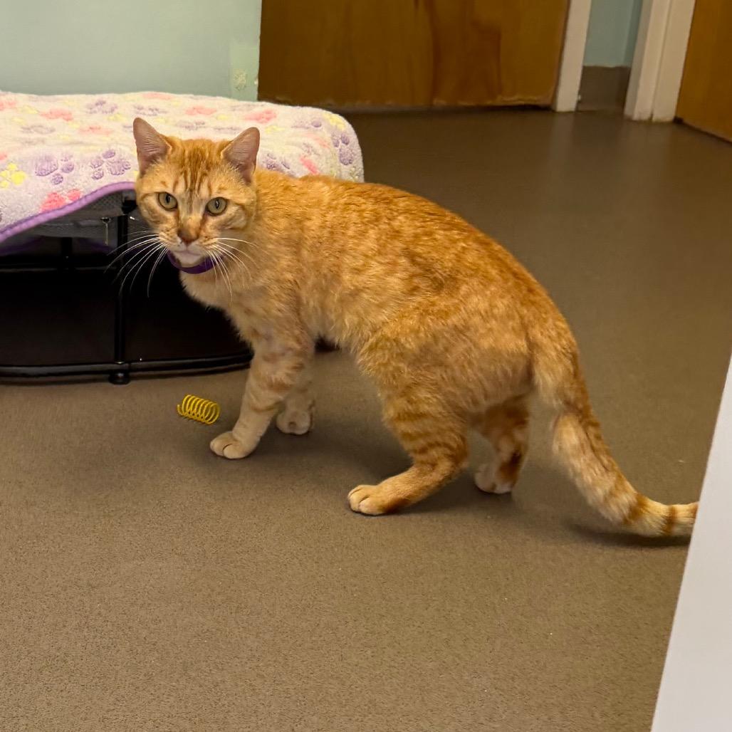 Enlarge Toto, a Adoptable Domestic Short Hair in Middlebury, VT image 3/5