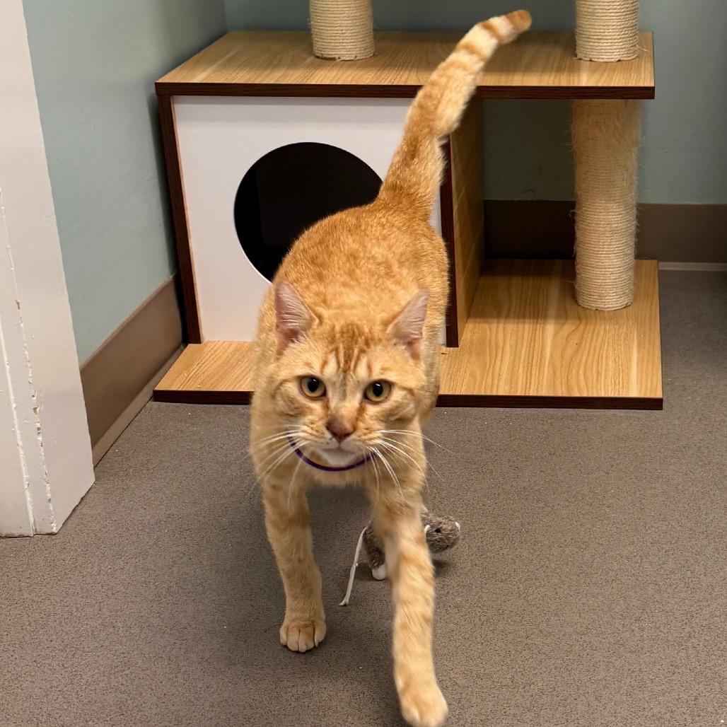 Enlarge Toto, a Adoptable Domestic Short Hair in Middlebury, VT image 4/5