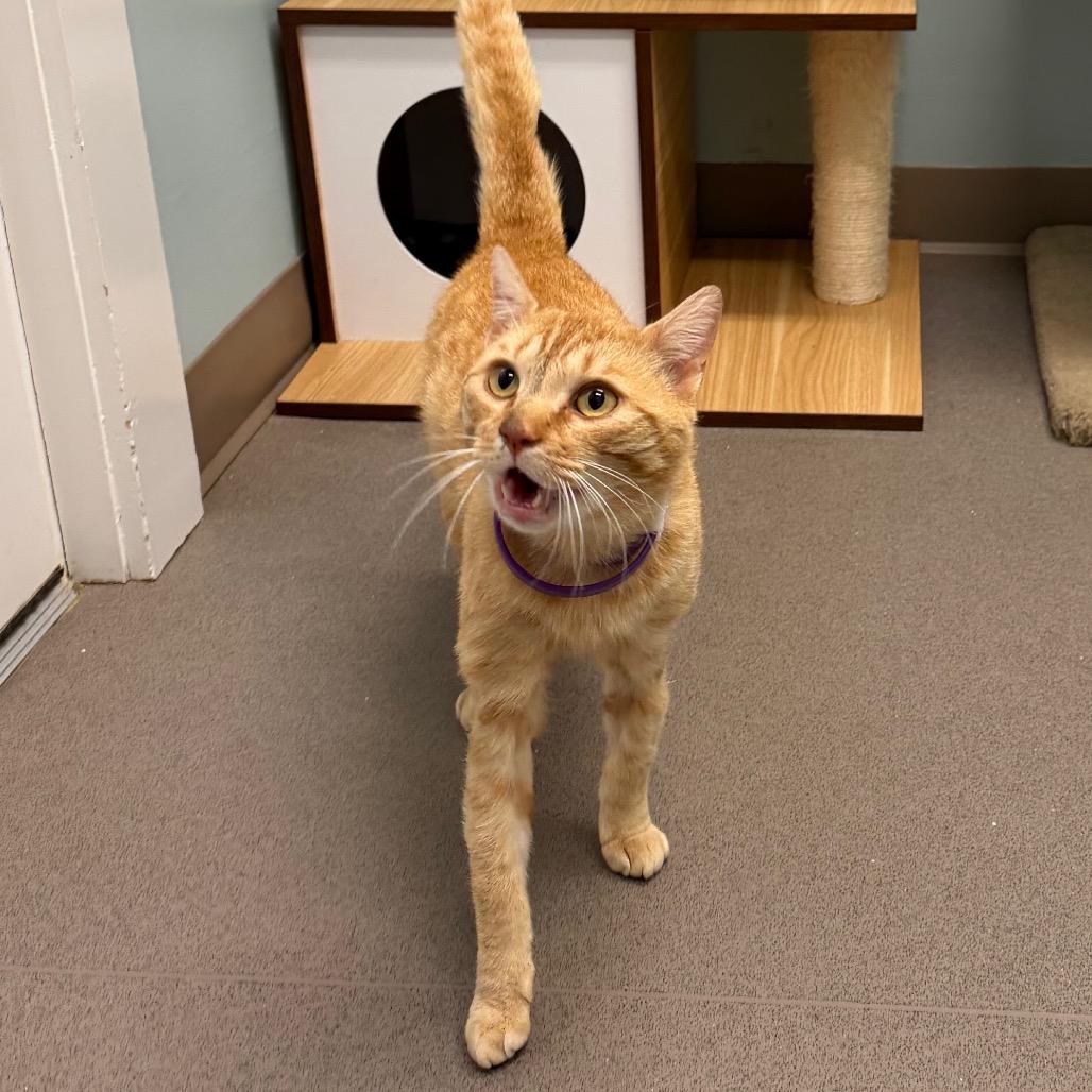 Enlarge Toto, a Adoptable Domestic Short Hair in Middlebury, VT image 5/5