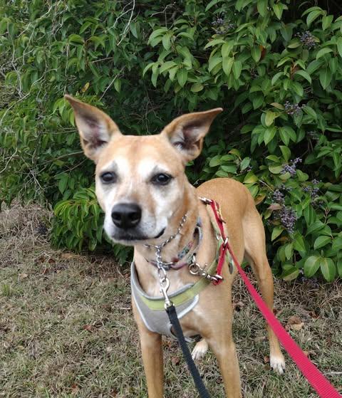 Enlarge Eve, a Adoptable Labrador Retriever in Nashua, NH image 2/6