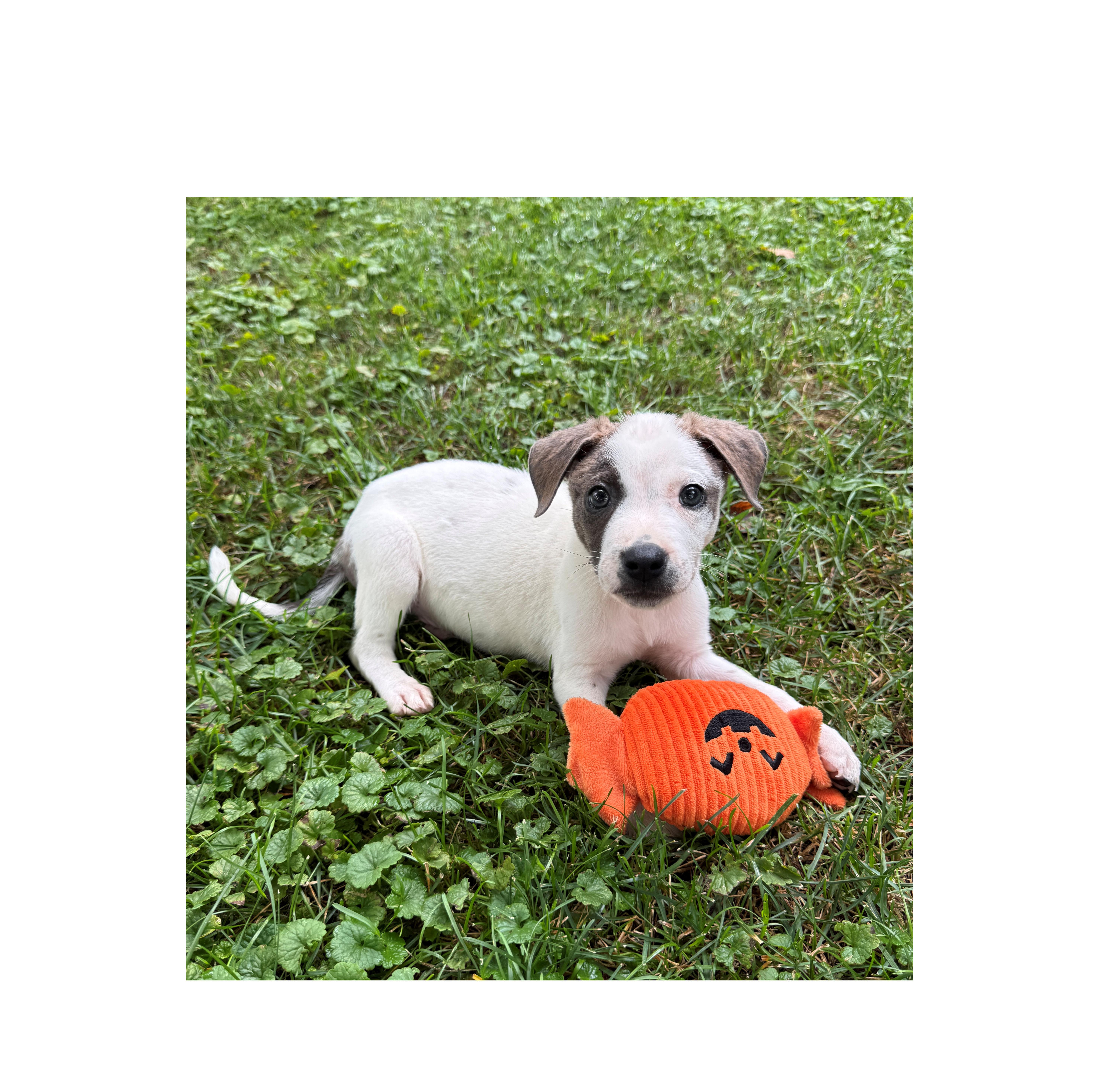 Ranger, Adoptable, Puppy Male Terrier & Mixed Breed.