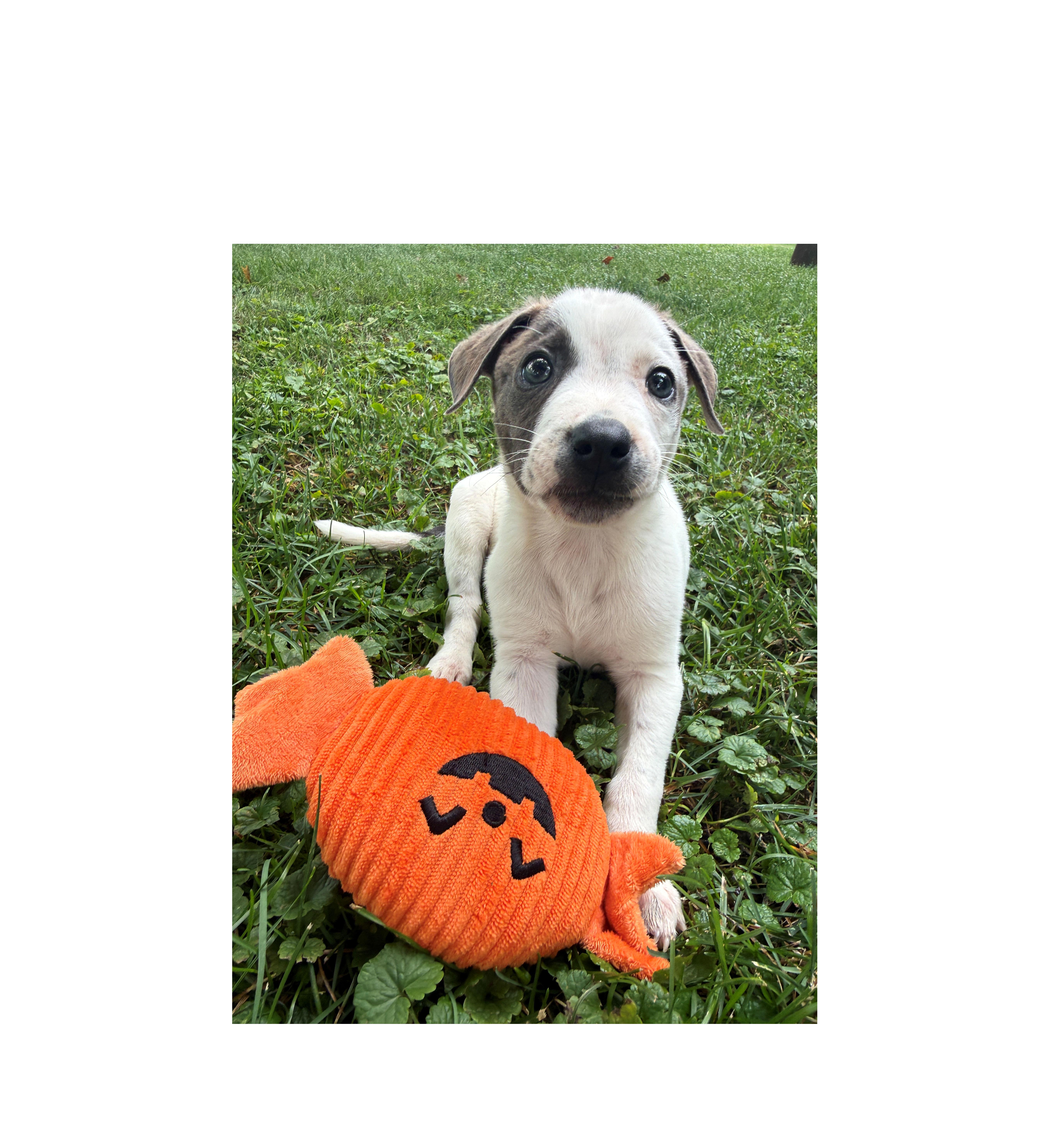 Ranger, a Adoptable mixed breed in Lake Geneva, WI image 4/6