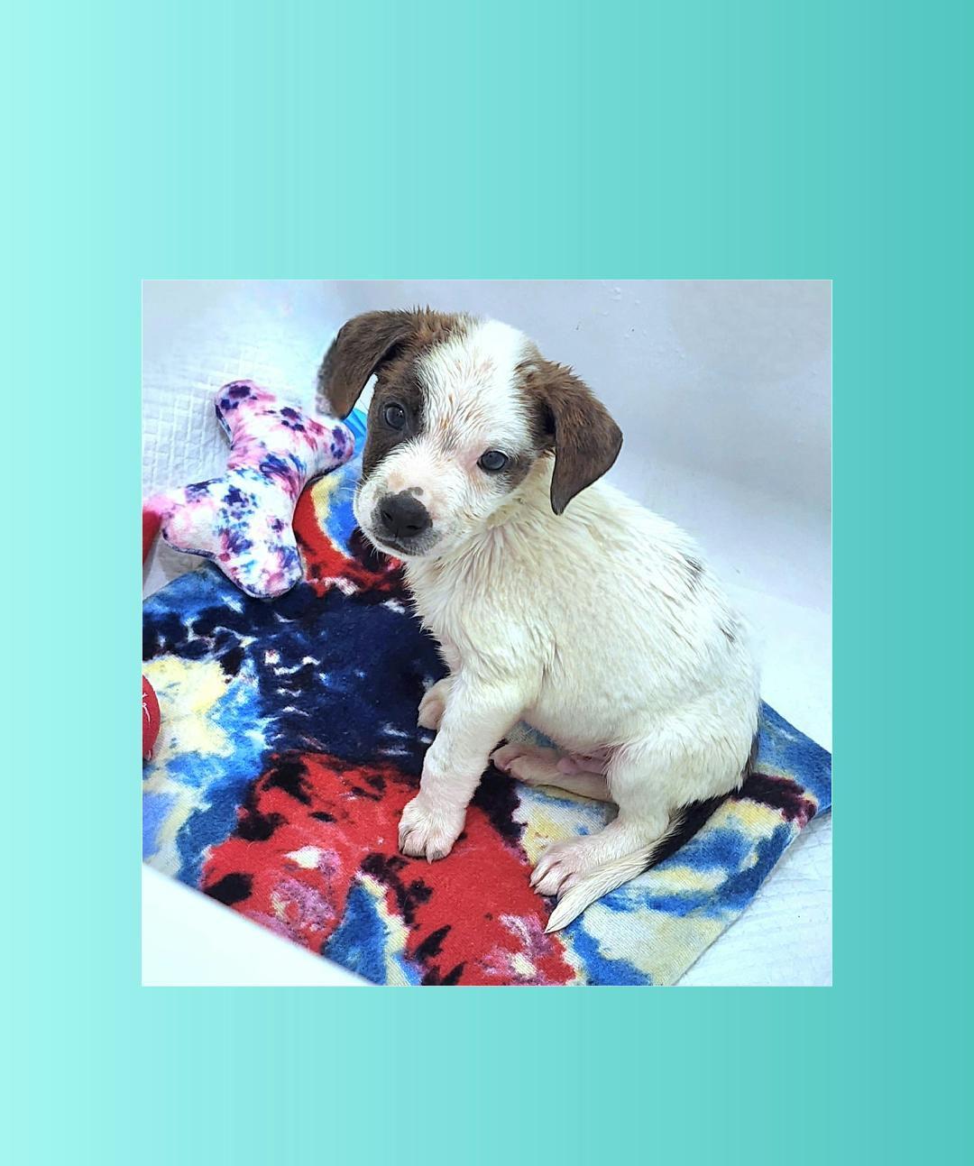 Ranger, a Adoptable mixed breed in Lake Geneva, WI image 2/6