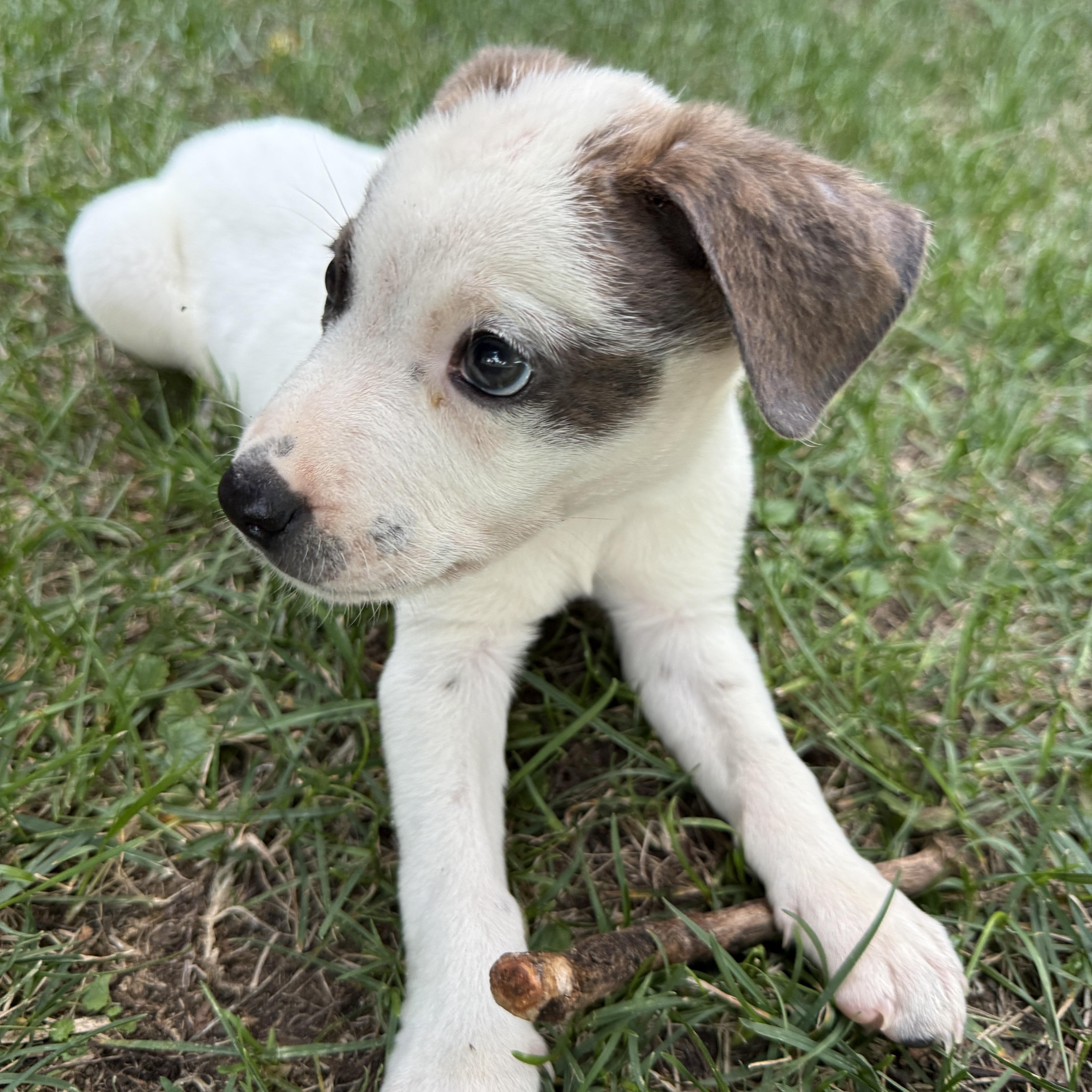 Ranger, a Adoptable mixed breed in Lake Geneva, WI image 3/6