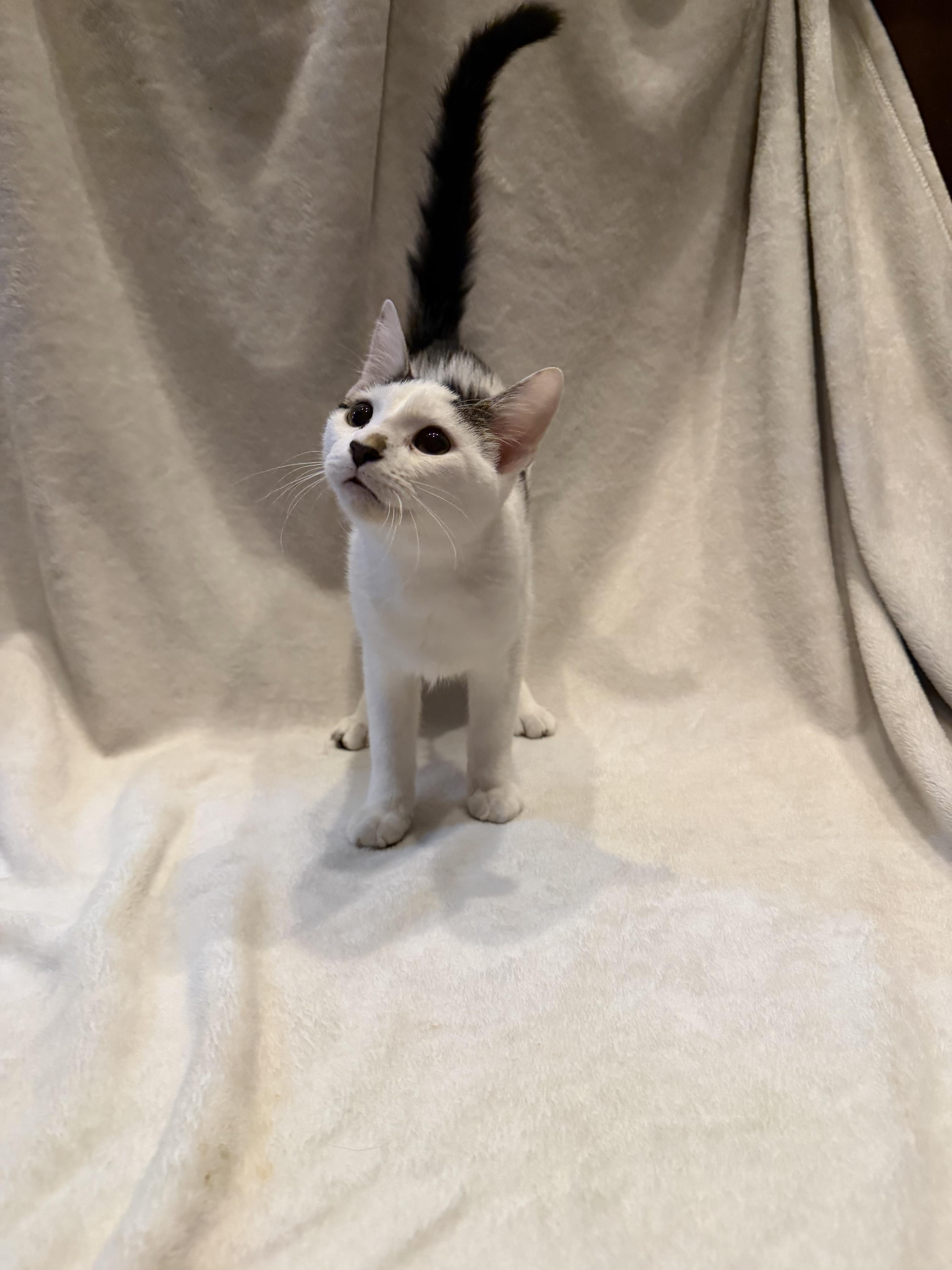 Panda, a ADOPTABLE Domestic Short Hair in Cordova, TN image 2/2