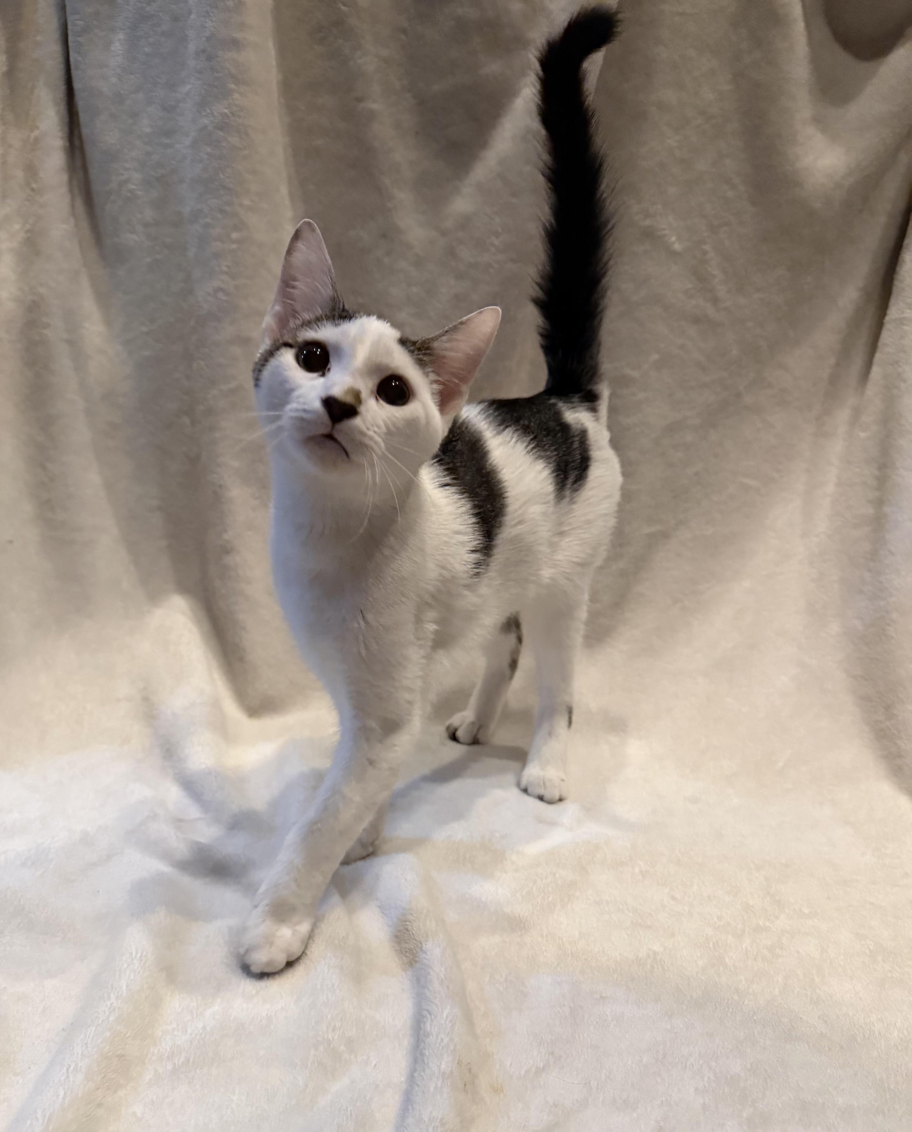 Panda, ADOPTABLE, Young Female Domestic Short Hair.