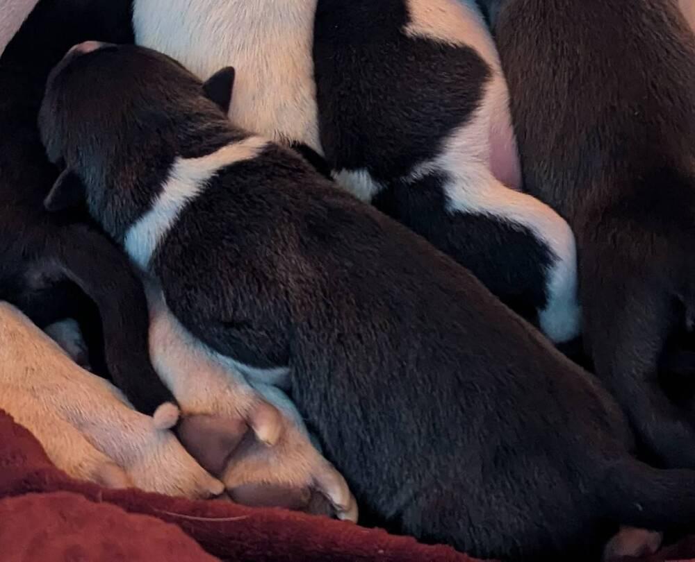 Enlarge Jack Daniels, a Adoptable mixed breed in Grand Rapids, MI image 1/3