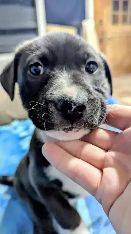 Jack Daniels, Adoptable, Puppy Male Mixed Breed.