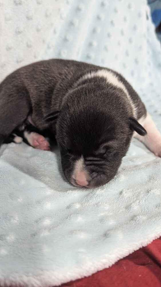 Enlarge Jack Daniels, a Adoptable mixed breed in Grand Rapids, MI image 2/3