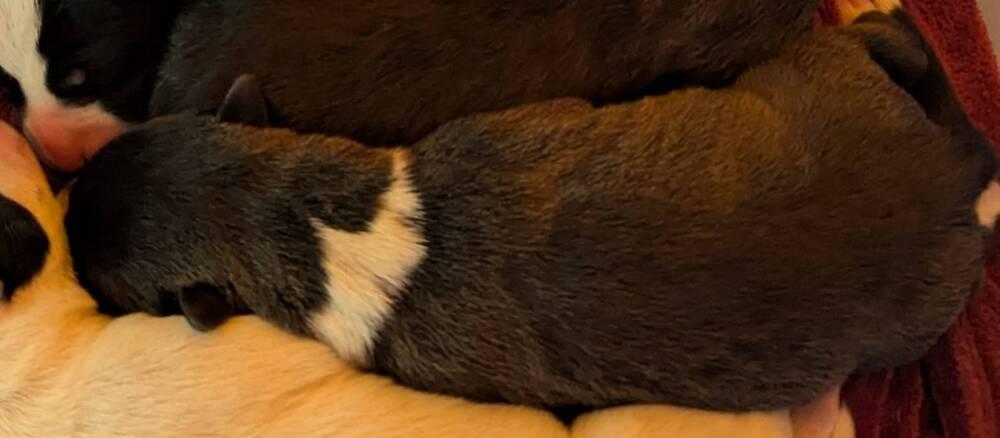 Enlarge Jack Daniels, a Adoptable mixed breed in Grand Rapids, MI image 3/3