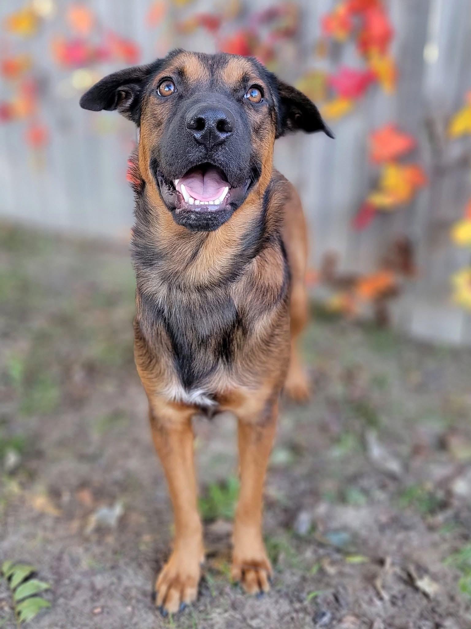 Quill, a Adoptable mixed breed in Mendham, NJ image 2/3