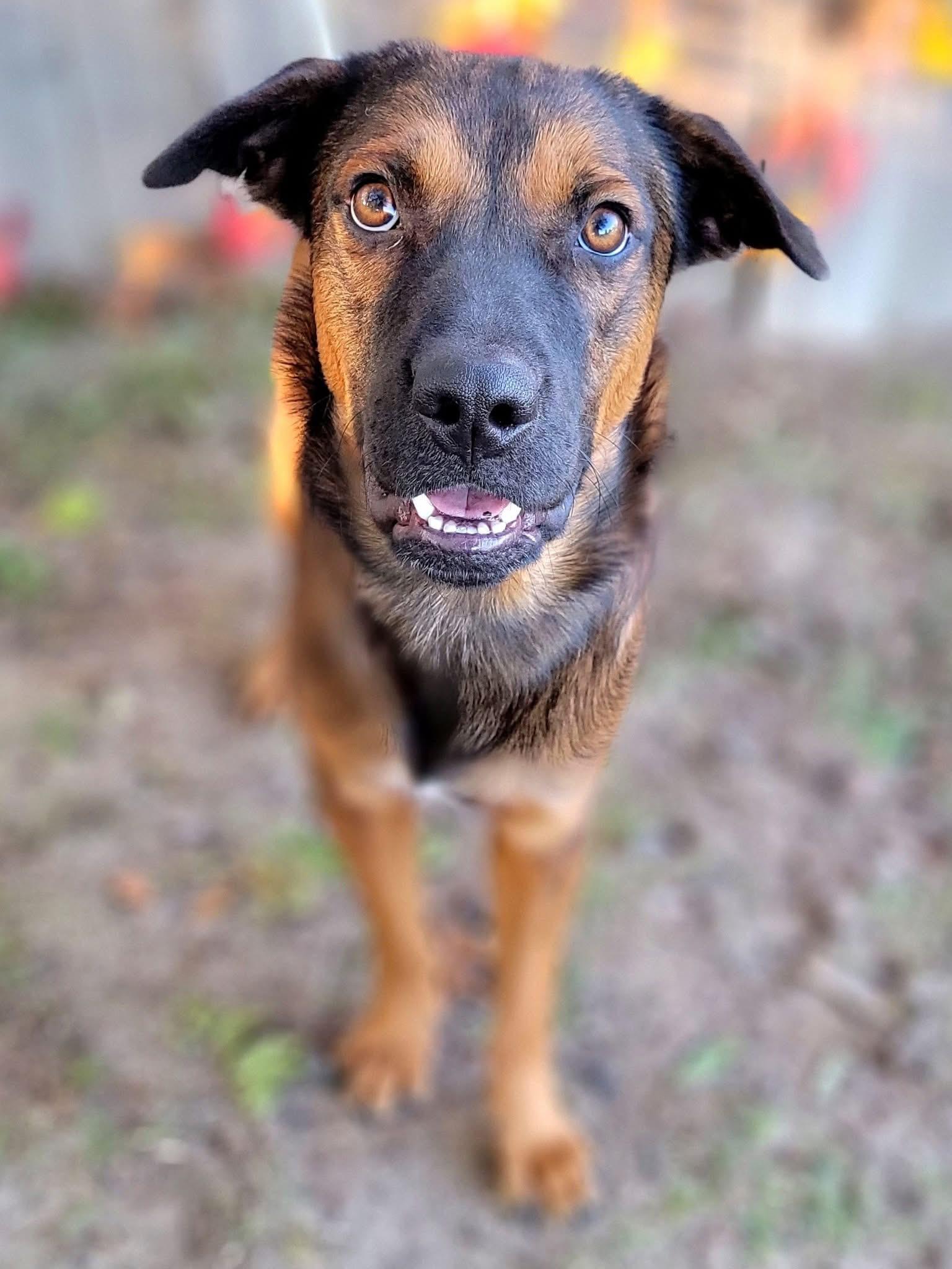 Quill, a Adoptable mixed breed in Mendham, NJ image 3/3