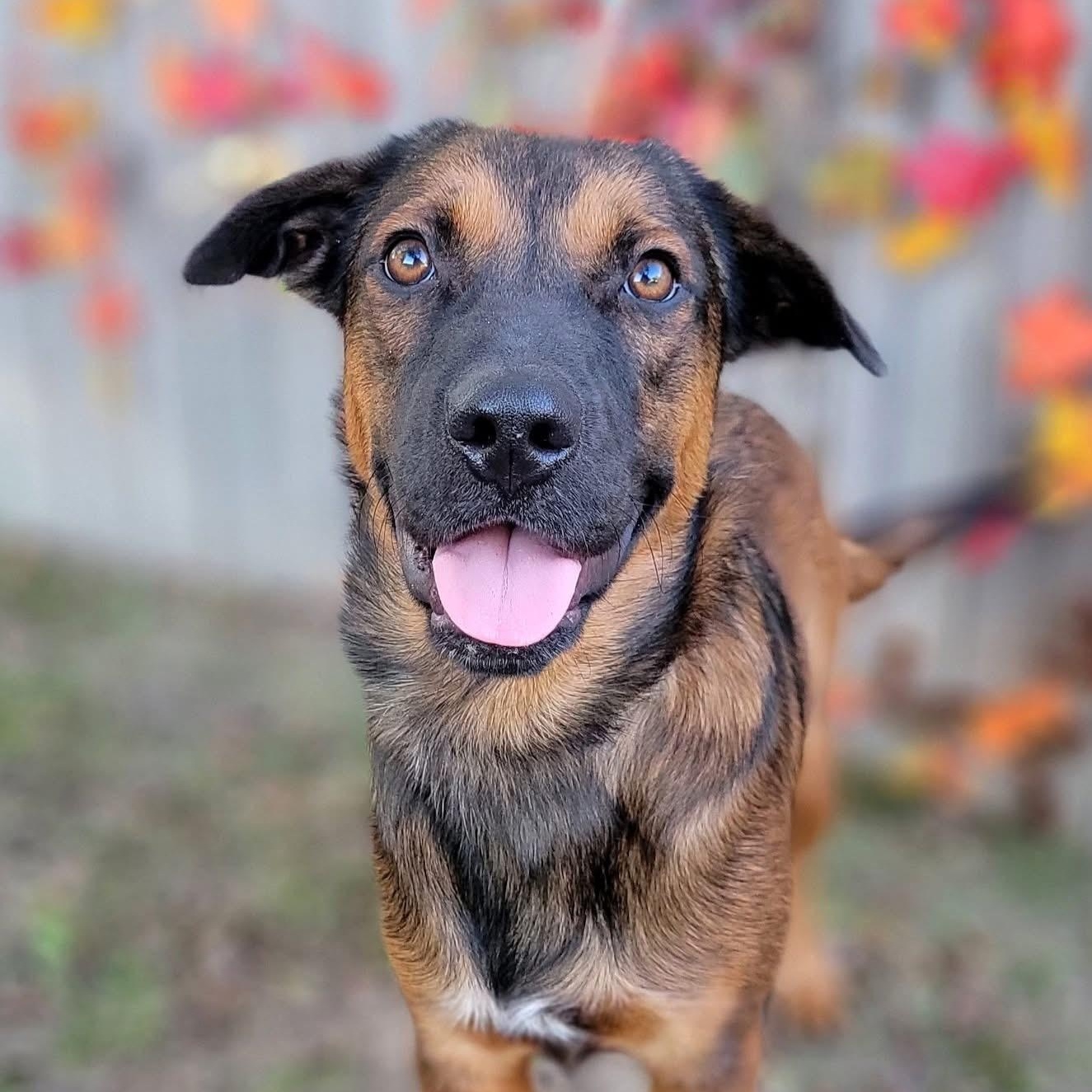 Quill, Adoptable, Young Male Australian Shepherd & Shepherd.