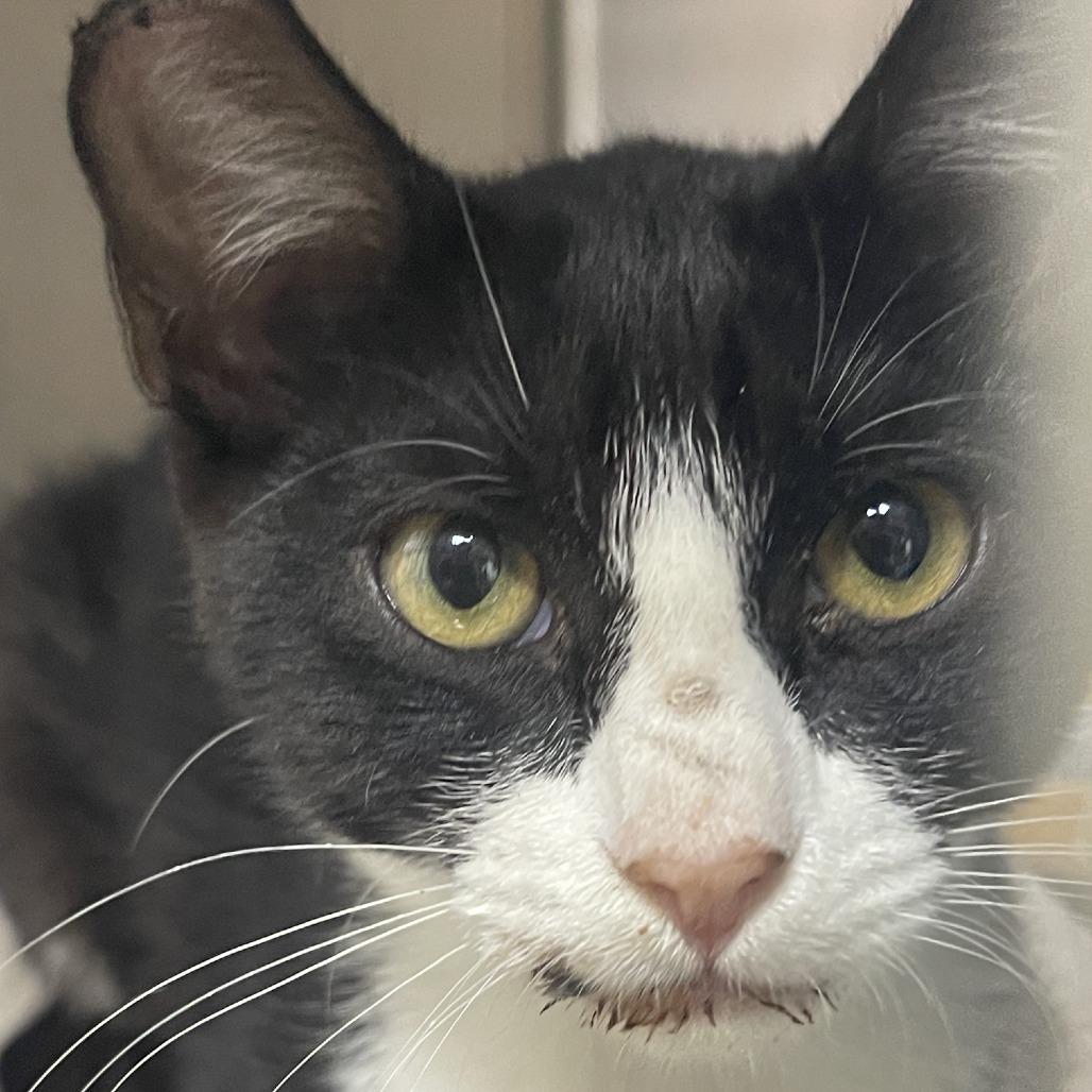 Sweet Baby, Adoptable, Young Female Domestic Short Hair.