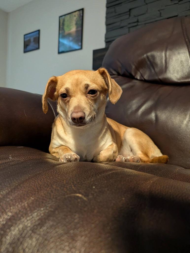Niecy, Adoptable, Young Female Chihuahua & Terrier.