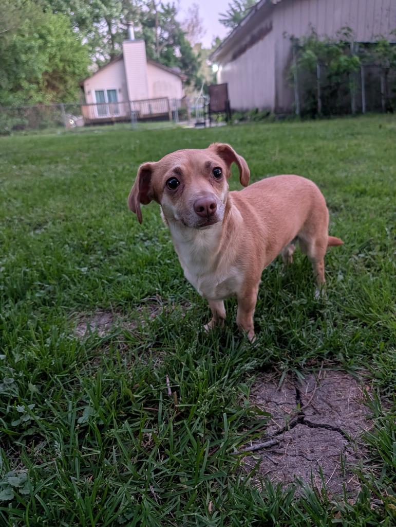 Niecy, a Adoptable mixed breed in Indianola, IA image 2/3
