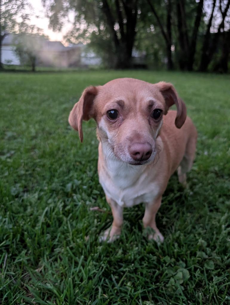 Niecy, a Adoptable mixed breed in Indianola, IA image 3/3