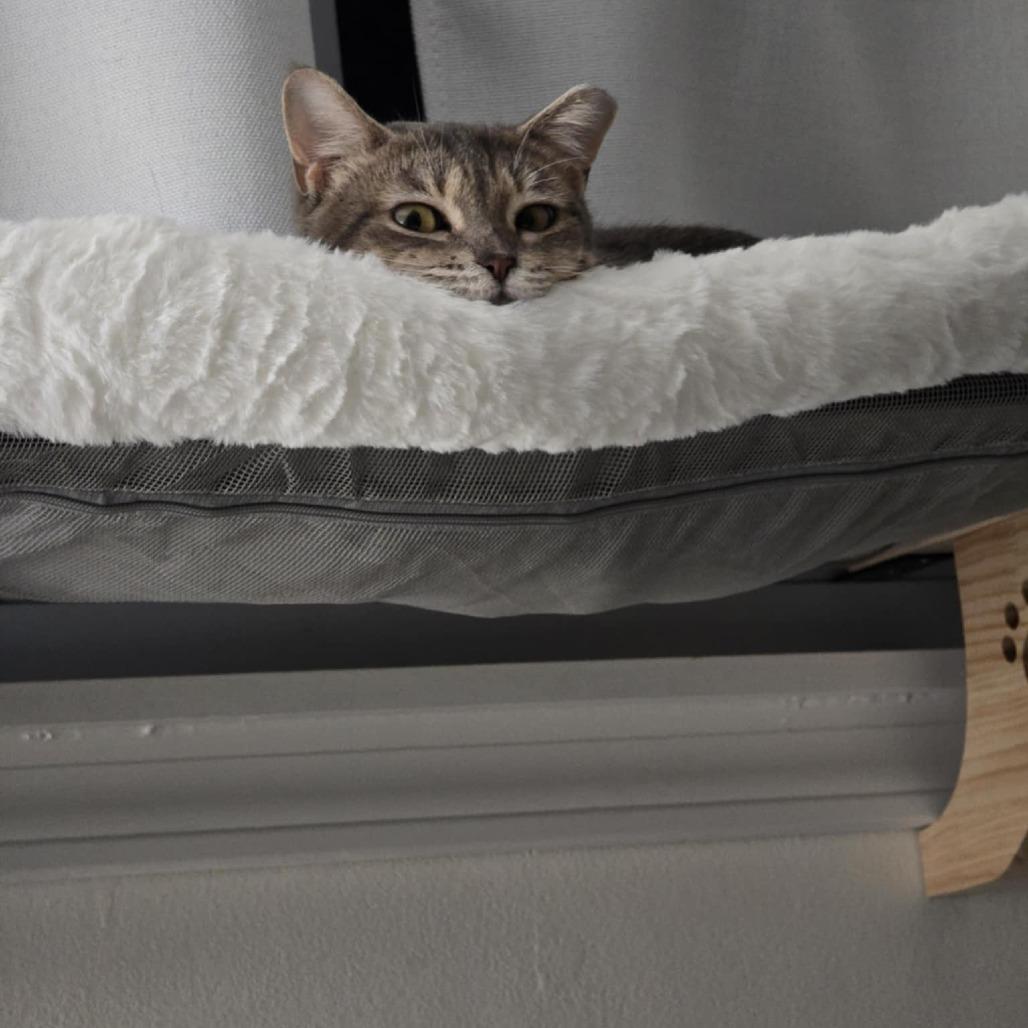 Enlarge Honey, a Adoptable Domestic Short Hair in Medina, OH image 2/4