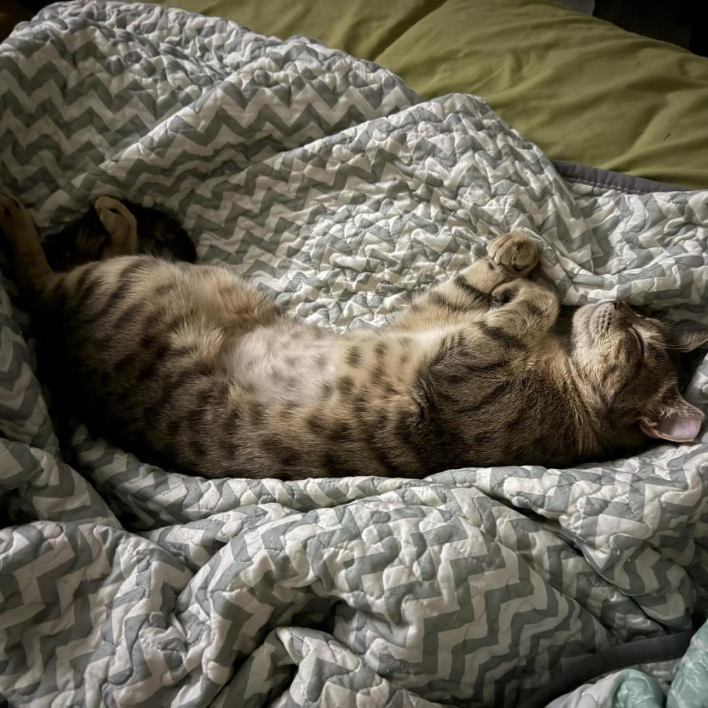 Enlarge Honey, a Adoptable Domestic Short Hair in Medina, OH image 4/4