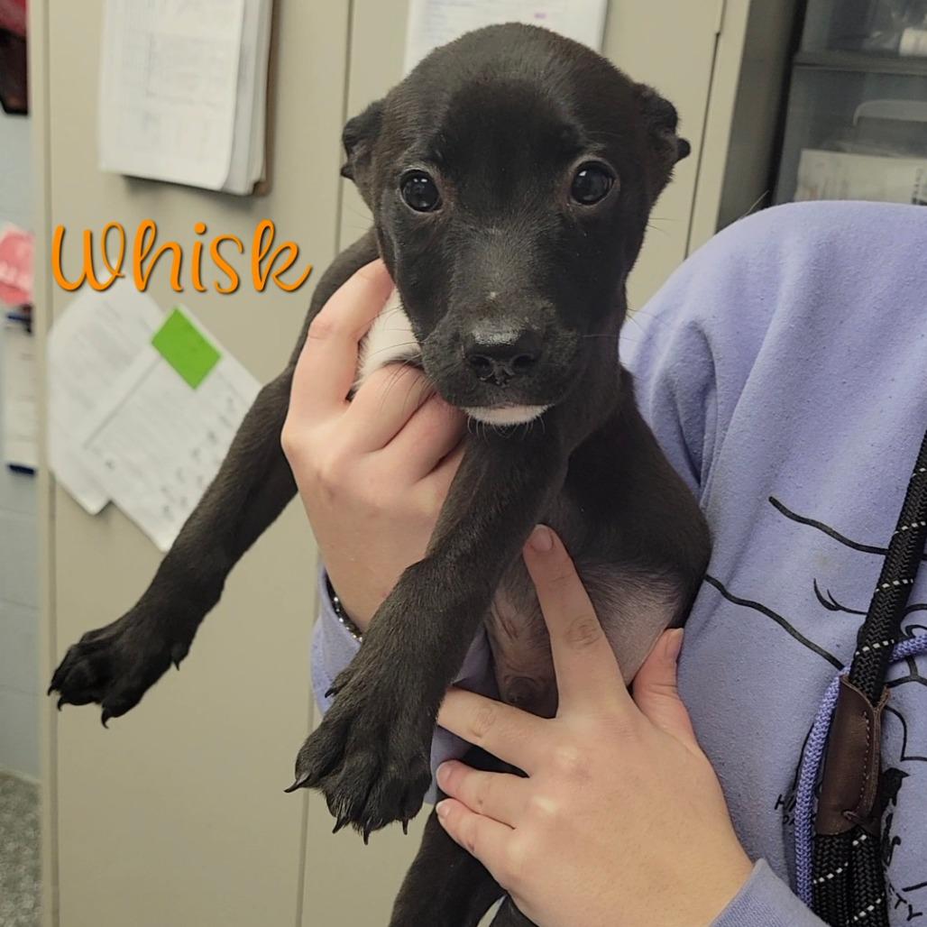 Whisk, Adoptable, Puppy Male Border Collie & Pit Bull Terrier.