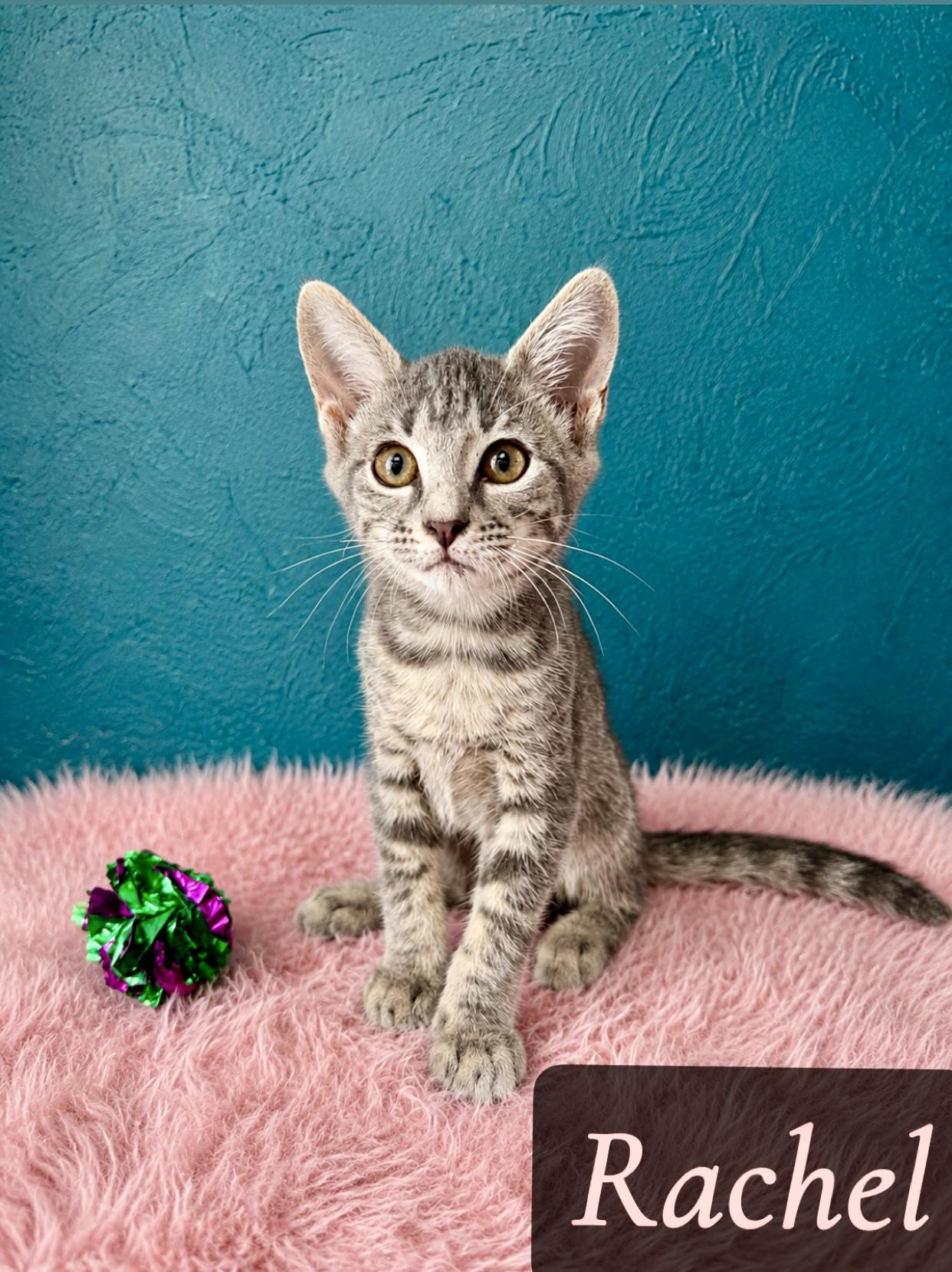 Enlarge Rachel, an adopted mixed breed in Englewood, FL image 1/1