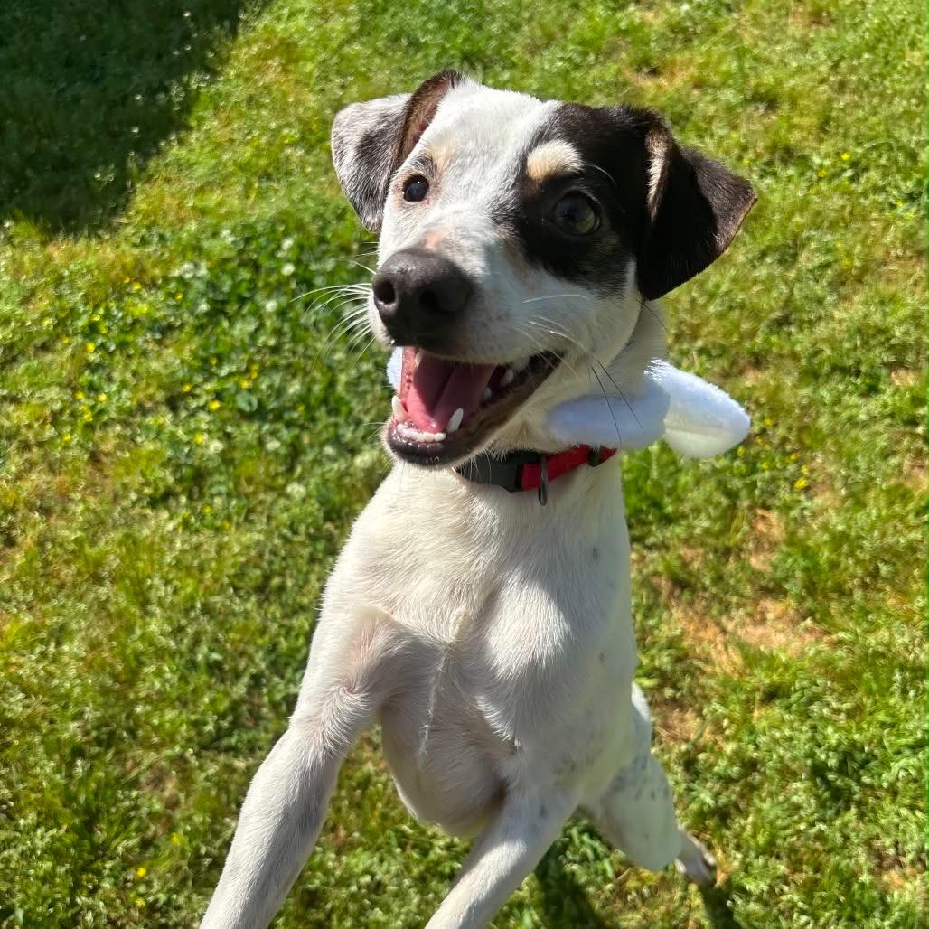 Enlarge Lott in NH. Come Meet our Adoptable Dogs Wednesday-Saturday. More info in Bio, a ADOPTABLE mixed breed in Manchester, NH image 2/2