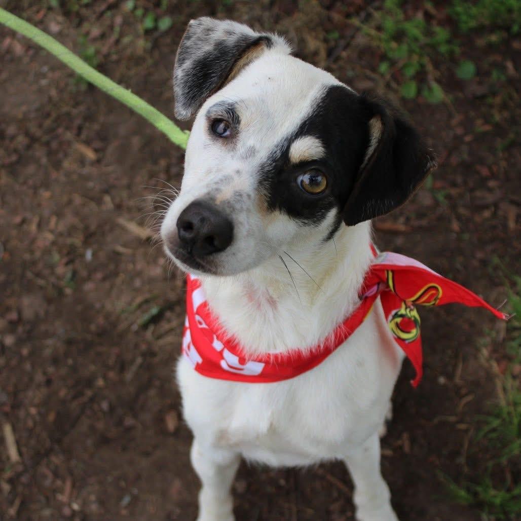 Enlarge Lott in NH. Come Meet our Adoptable Dogs Wednesday-Saturday. More info in Bio, a ADOPTABLE mixed breed in Manchester, NH image 1/2