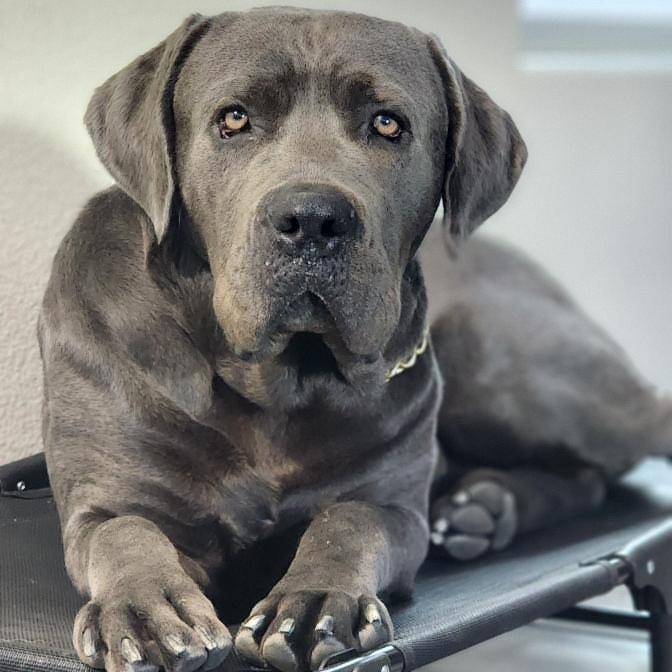 Enlarge Vito, a Adoptable mixed breed in Whittier, CA image 1/5