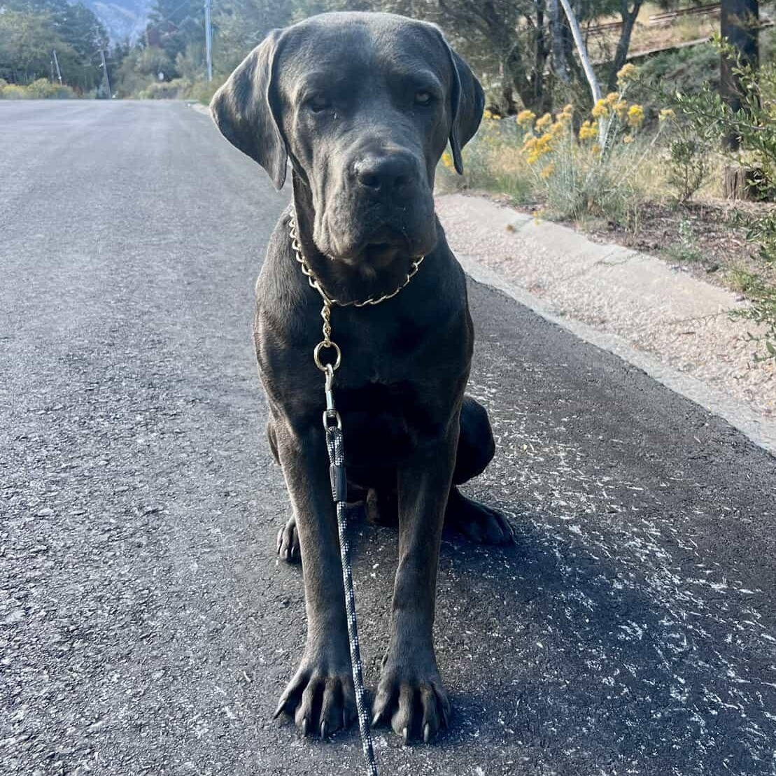 Vito, Adoptable, Young Male Mastiff.