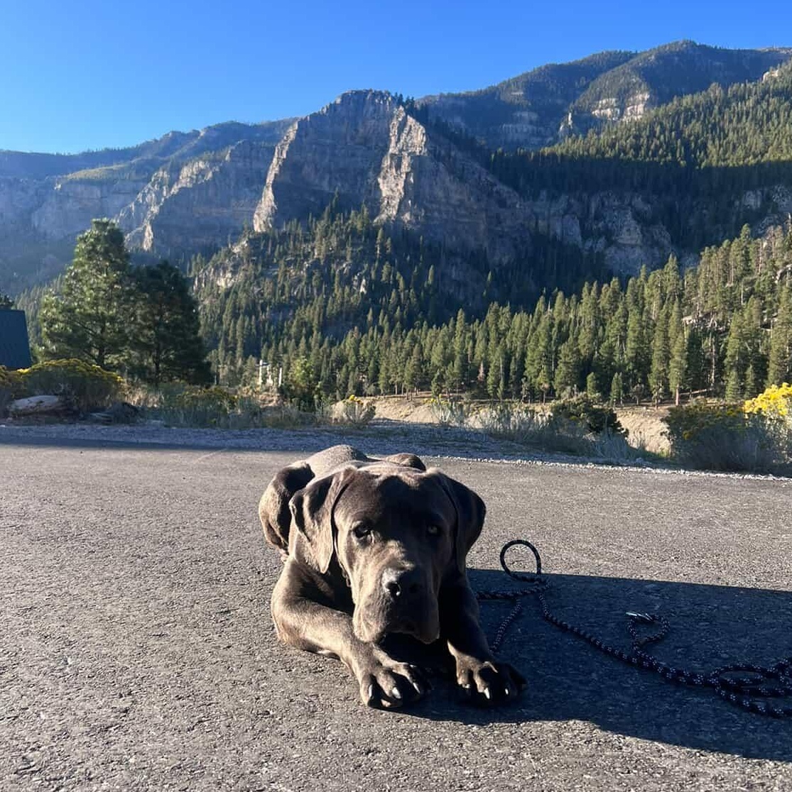 Enlarge Vito, a Adoptable mixed breed in Whittier, CA image 5/5