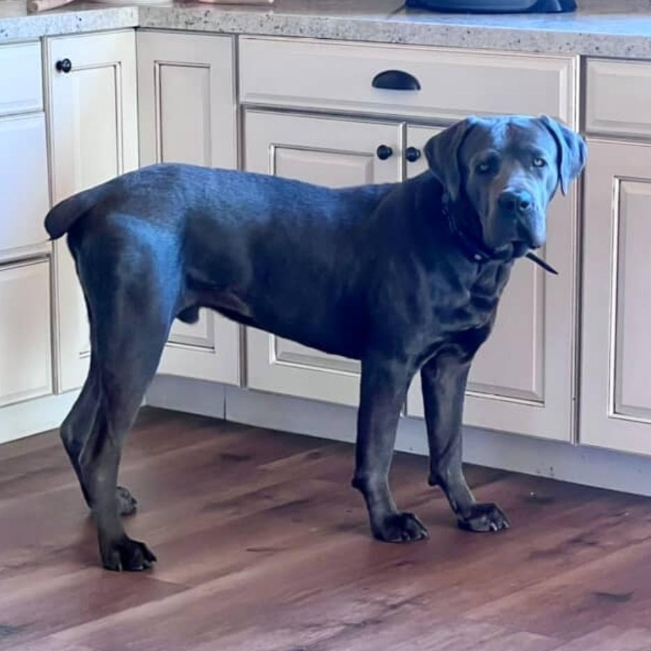 Enlarge Vito, a Adoptable mixed breed in Whittier, CA image 4/5