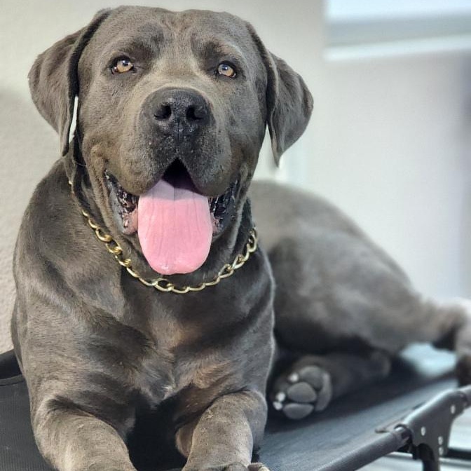 Enlarge Vito, a Adoptable mixed breed in Whittier, CA image 2/5