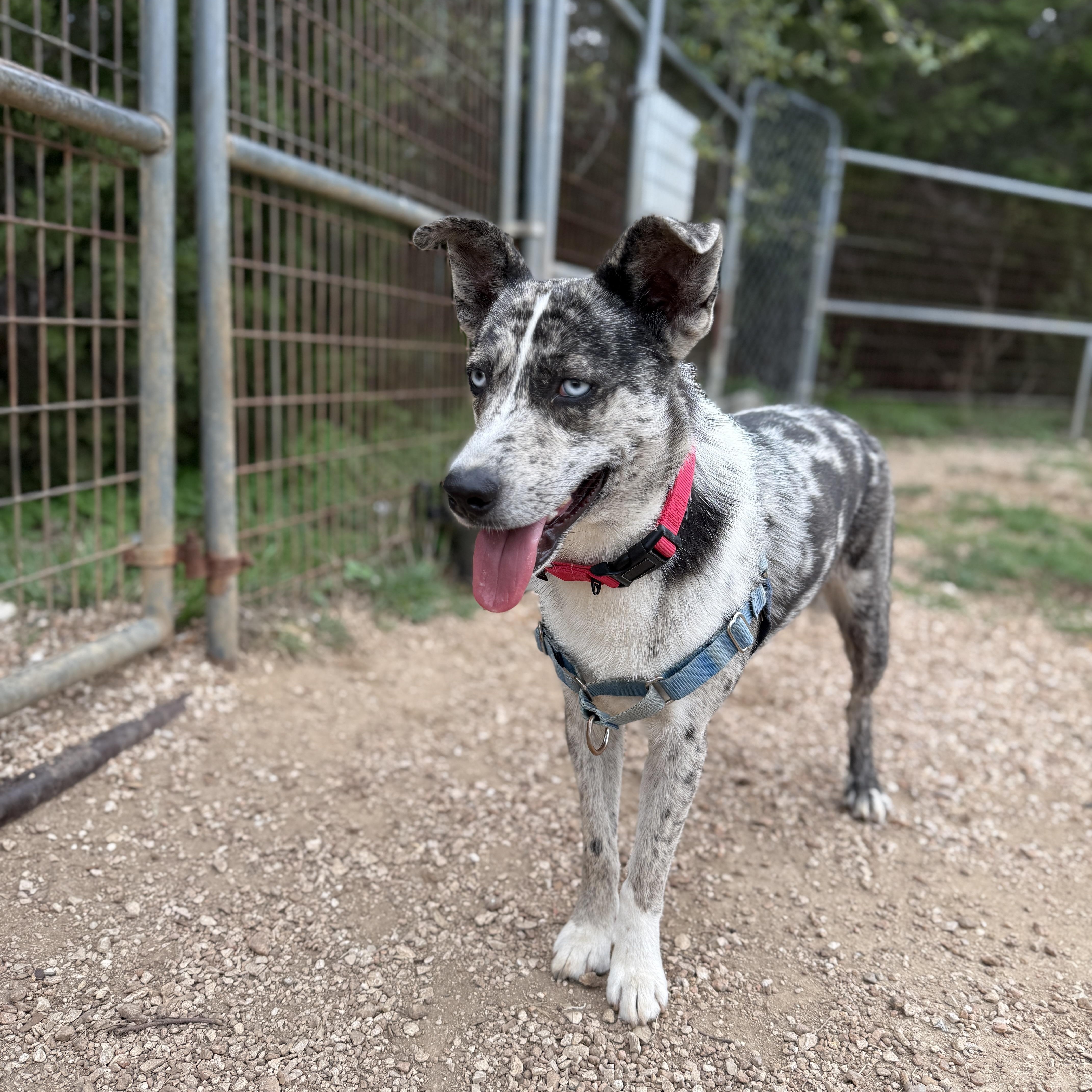 Blue, a ADOPTABLE mixed breed in Bulverde, TX image 6/6