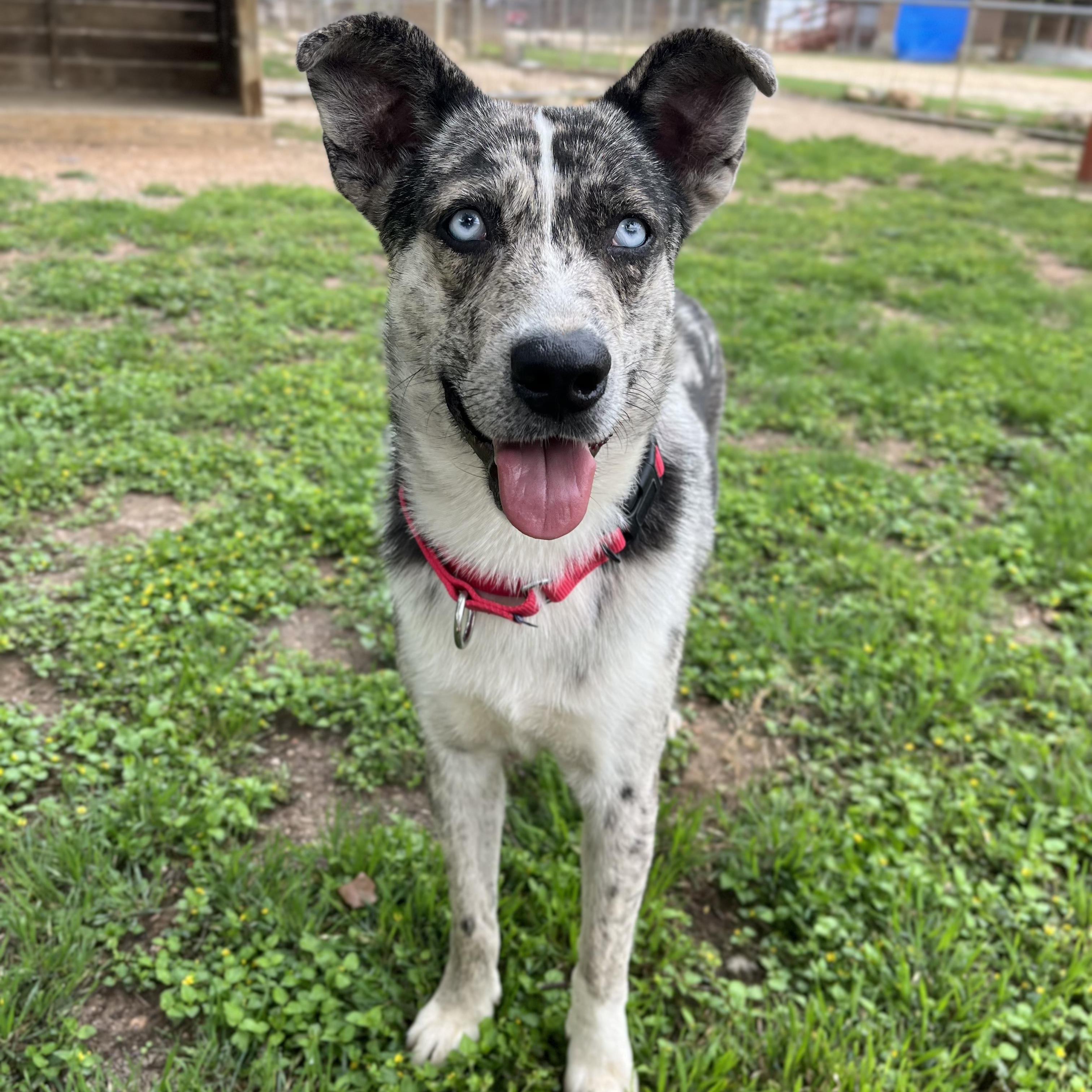 Blue, a ADOPTABLE mixed breed in Bulverde, TX image 4/6