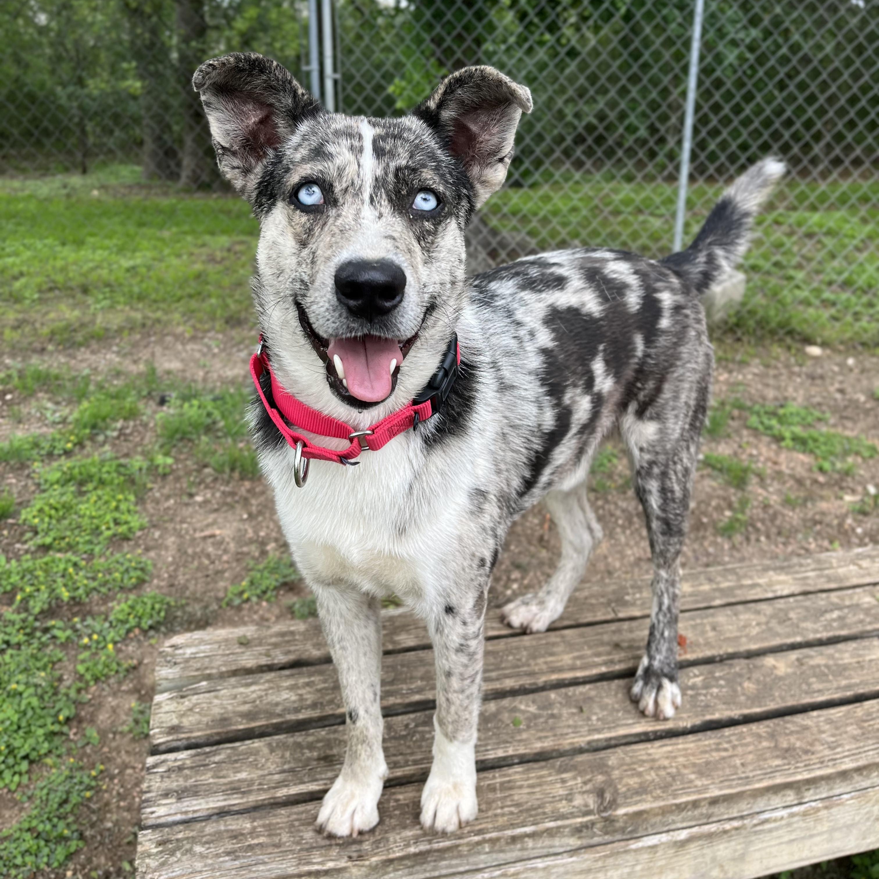 Blue, a ADOPTABLE mixed breed in Bulverde, TX image 3/6
