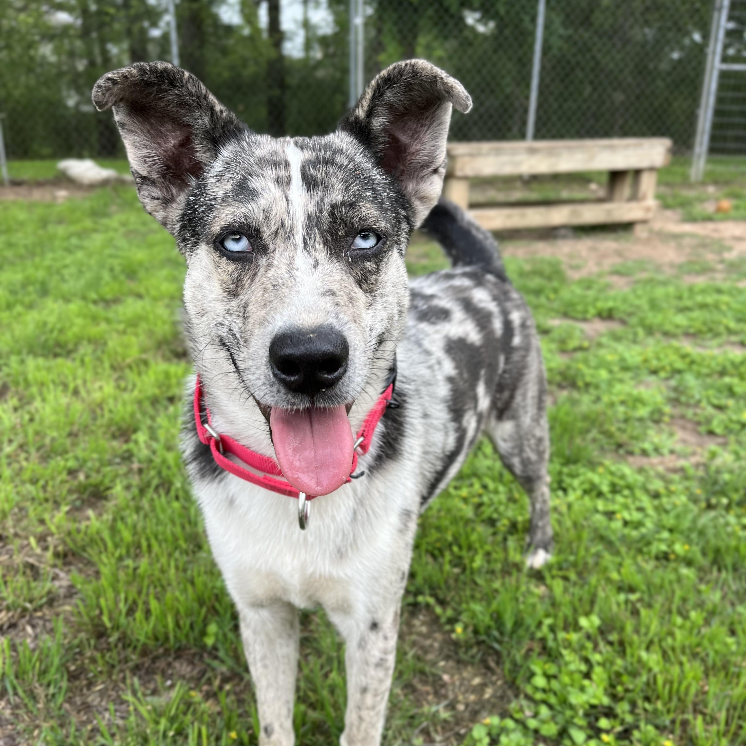 Blue, a ADOPTABLE mixed breed in Bulverde, TX image 2/6