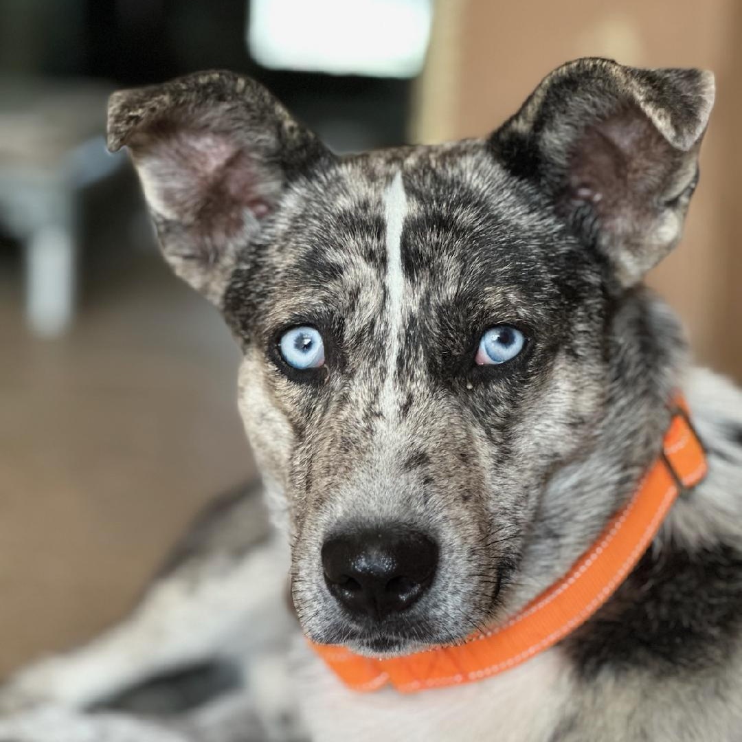 Blue, a ADOPTABLE mixed breed in Bulverde, TX image 1/6