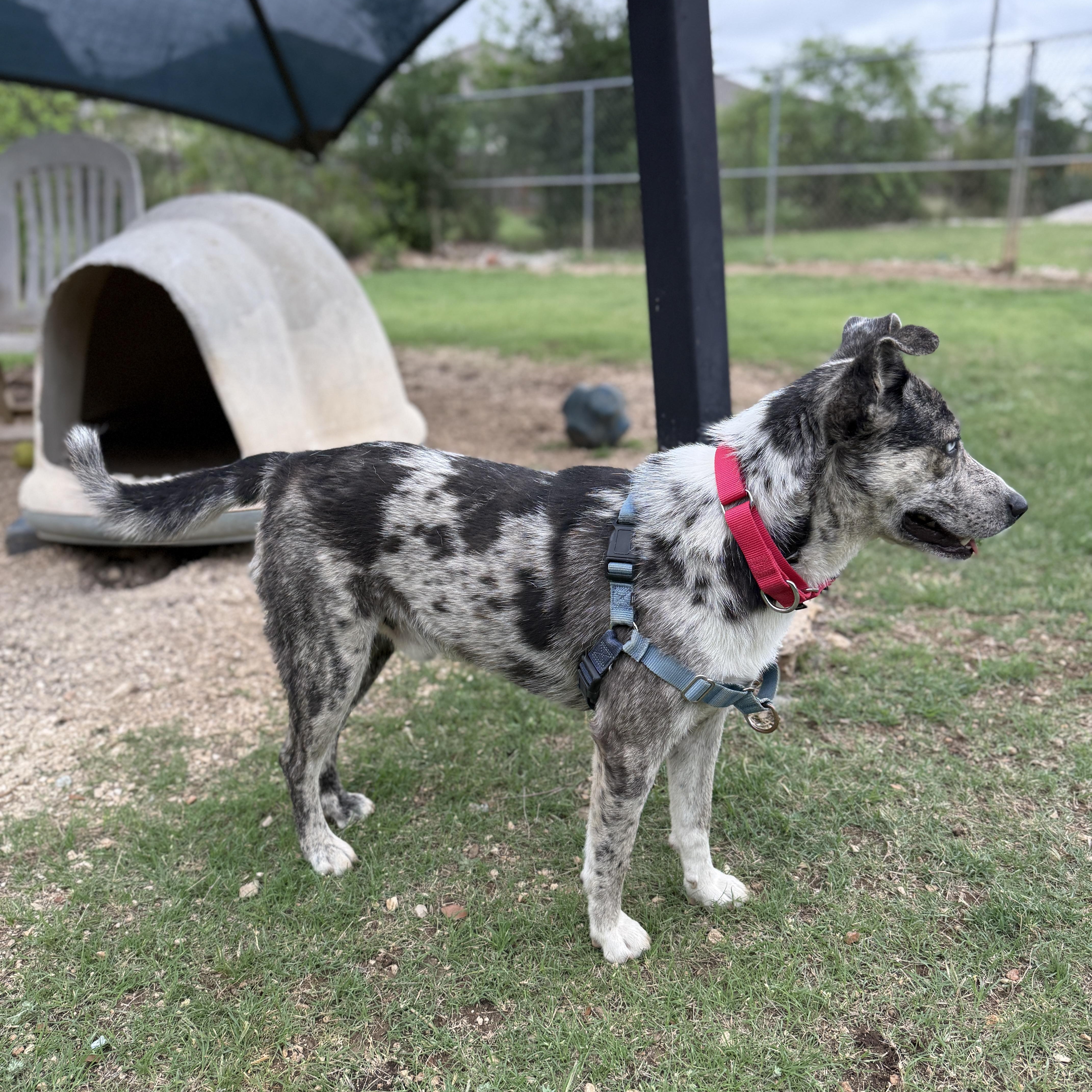 Blue, a ADOPTABLE mixed breed in Bulverde, TX image 5/6