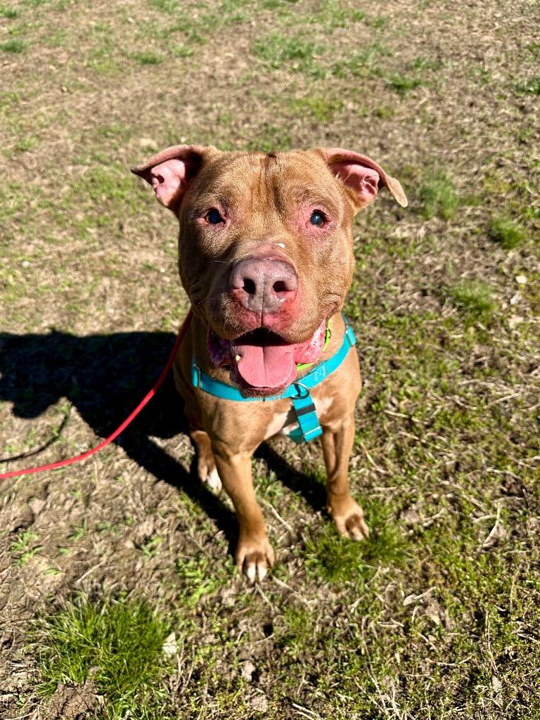 Browny, Adoptable, Senior Male American Staffordshire Terrier.