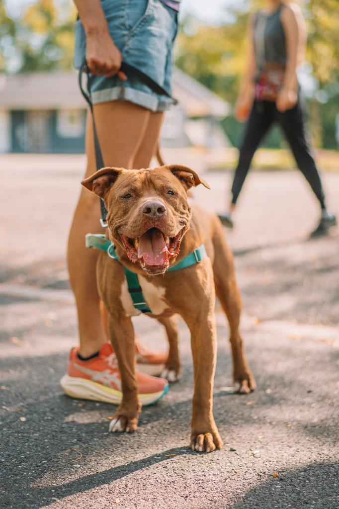 Enlarge Browny, a Adoptable American Staffordshire Terrier in Ewing, NJ image 4/6