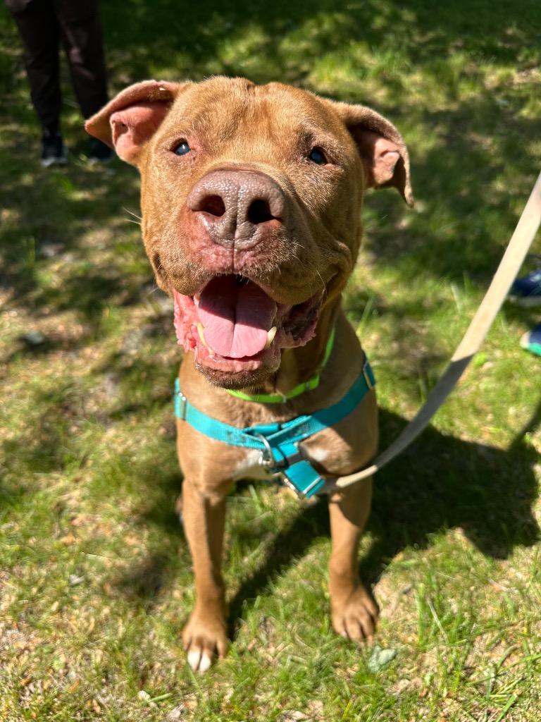 Enlarge Browny, a Adoptable American Staffordshire Terrier in Ewing, NJ image 2/5