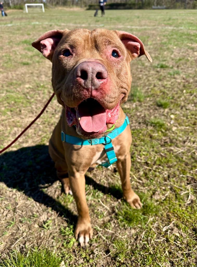 Enlarge Browny, a Adoptable American Staffordshire Terrier in Ewing, NJ image 3/5