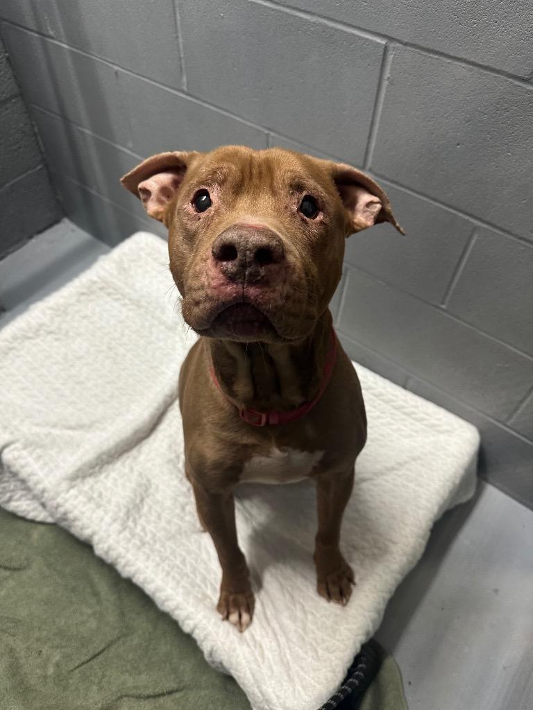 Enlarge Browny, a Adoptable American Staffordshire Terrier in Ewing, NJ image 4/5