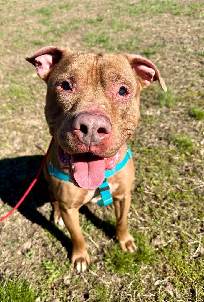 Enlarge Browny, a Adoptable American Staffordshire Terrier in Ewing, NJ image 5/5