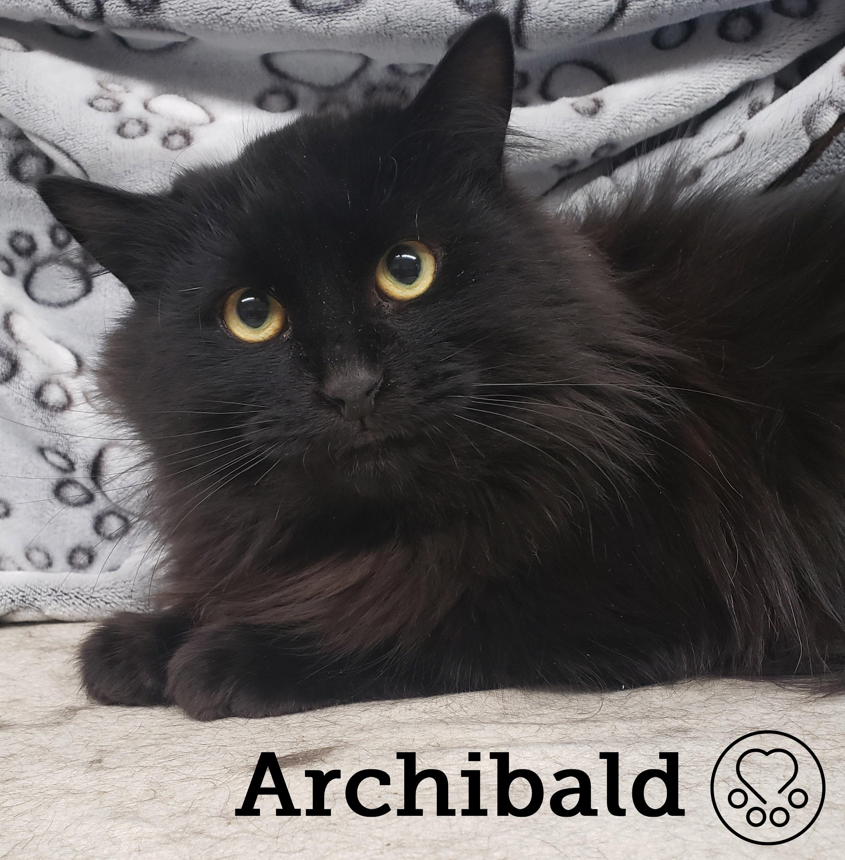 Archibald, a Adoptable Domestic Long Hair image 1/2