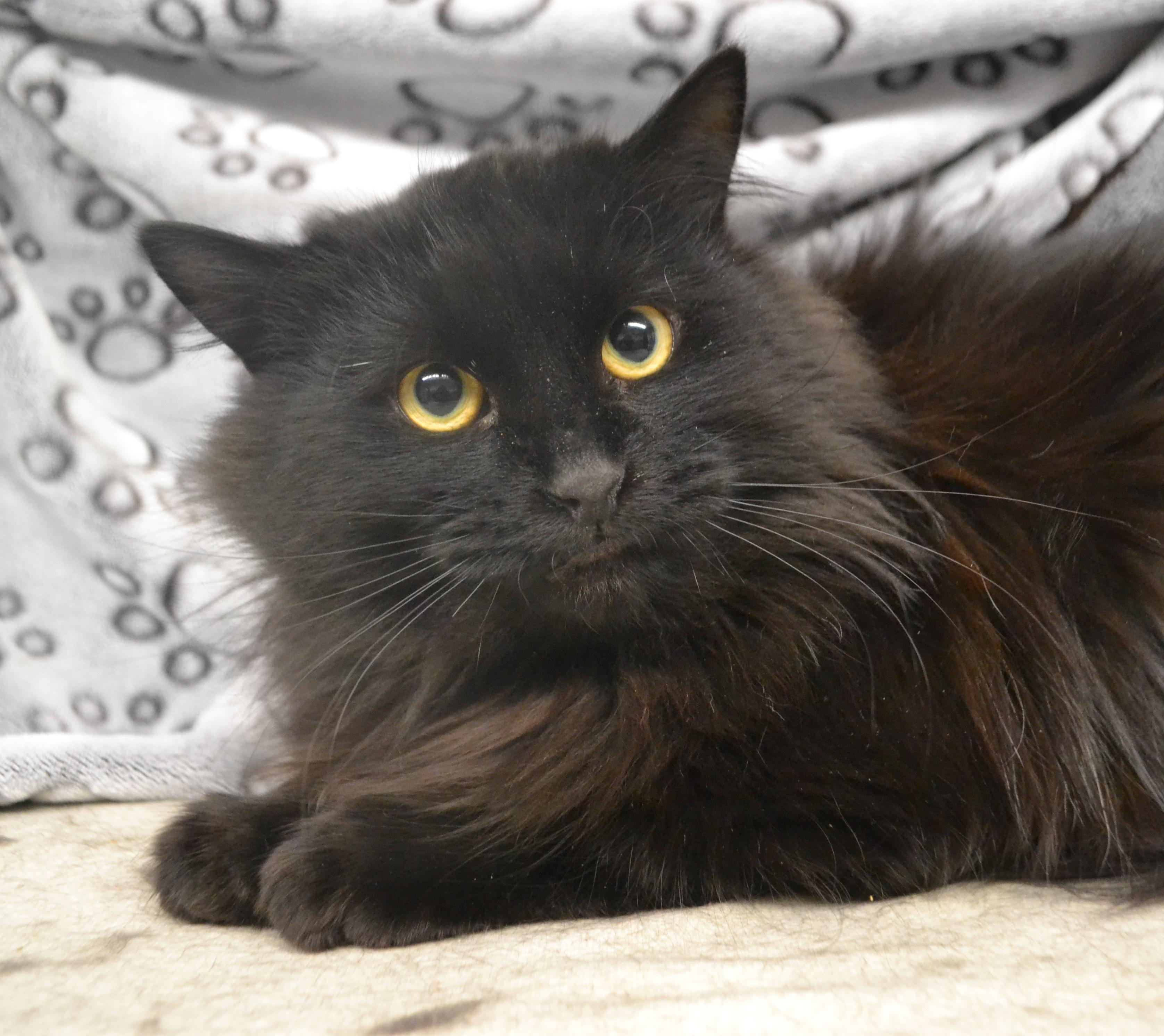 Archibald, Adoptable, Young Male Domestic Long Hair.