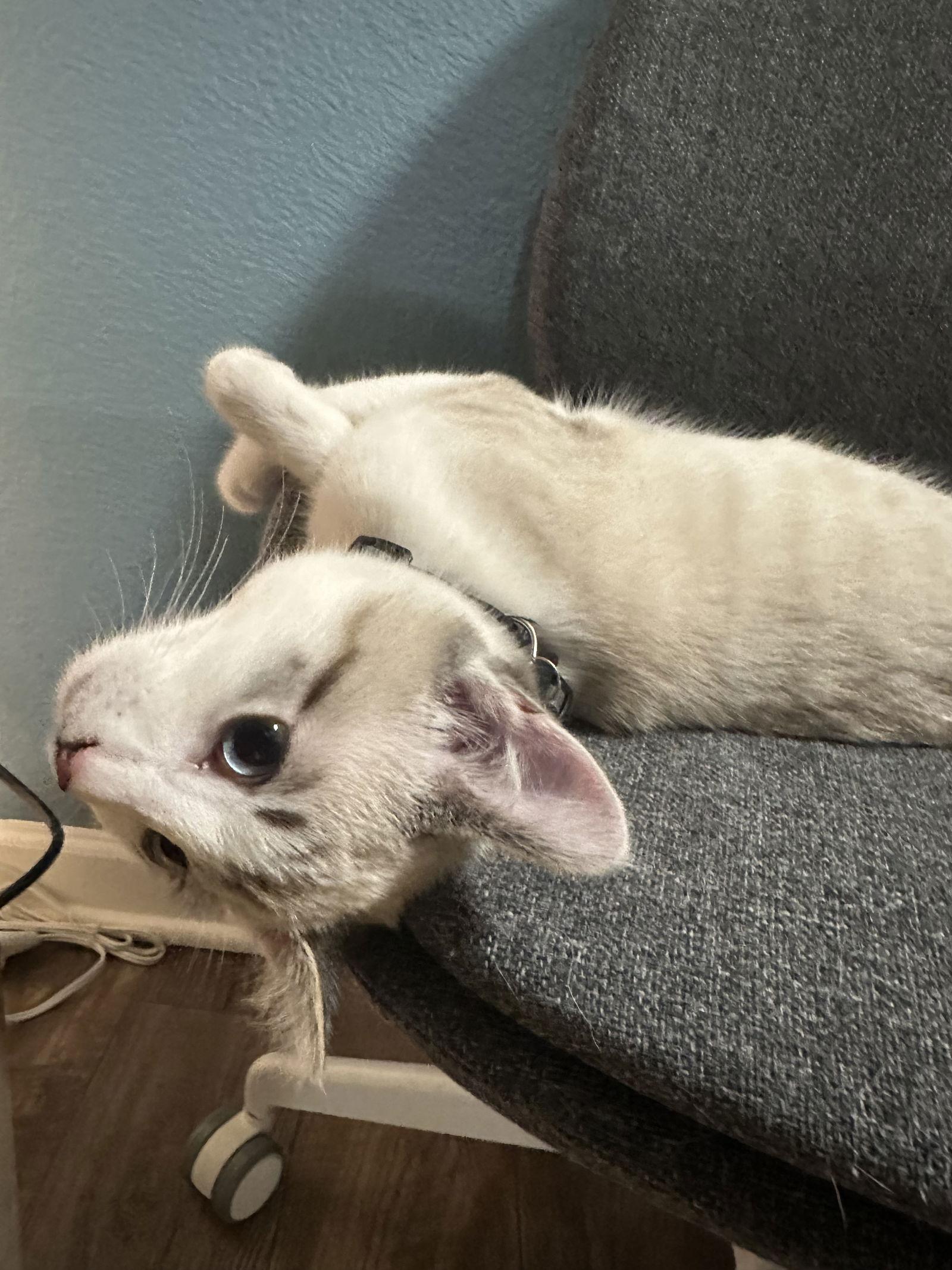 Enlarge BLUEY, a Adopted Domestic Short Hair in Hillsboro, OR image 2/3