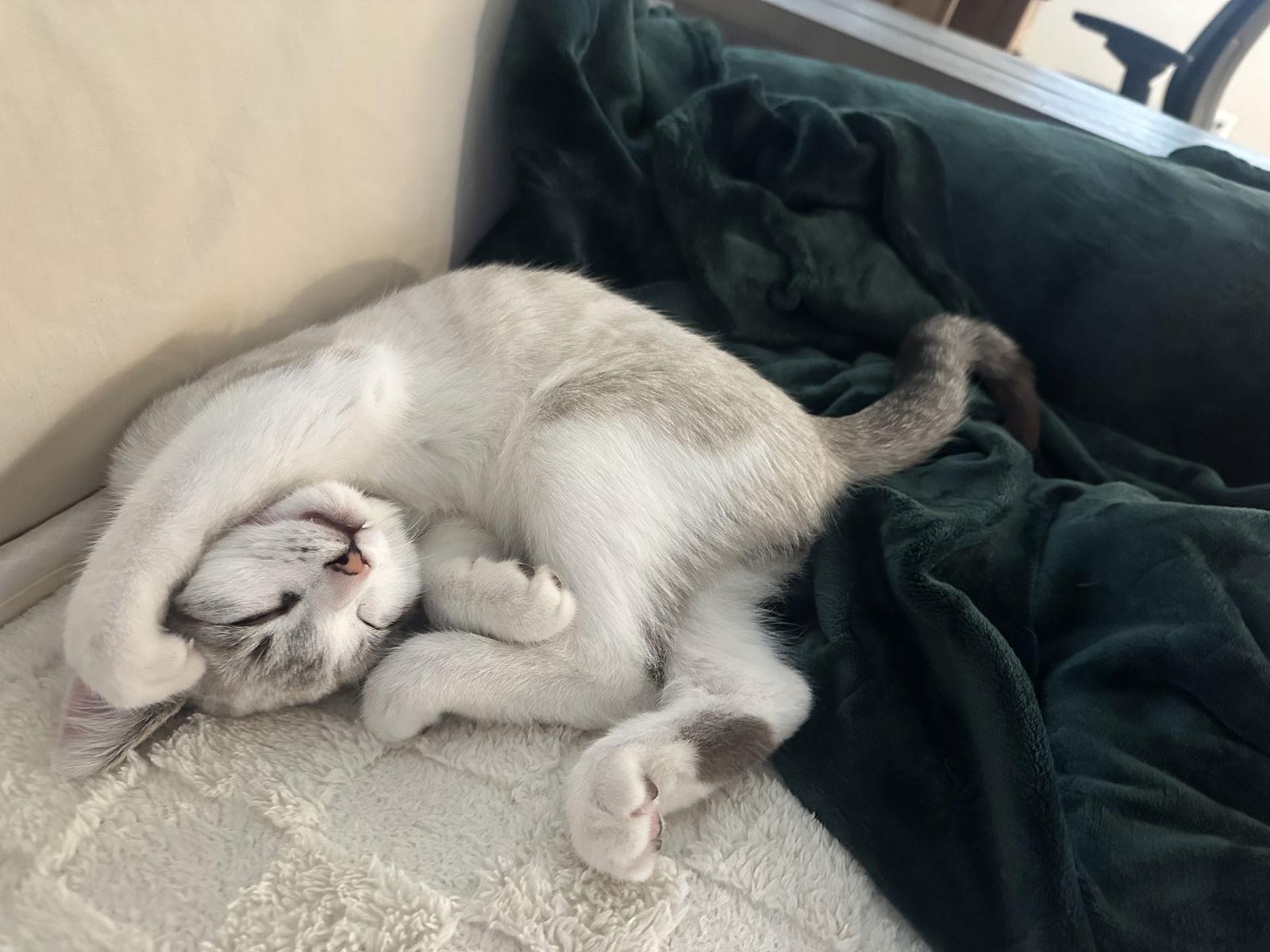 Enlarge BLUEY, a Adopted Domestic Short Hair in Hillsboro, OR image 3/3